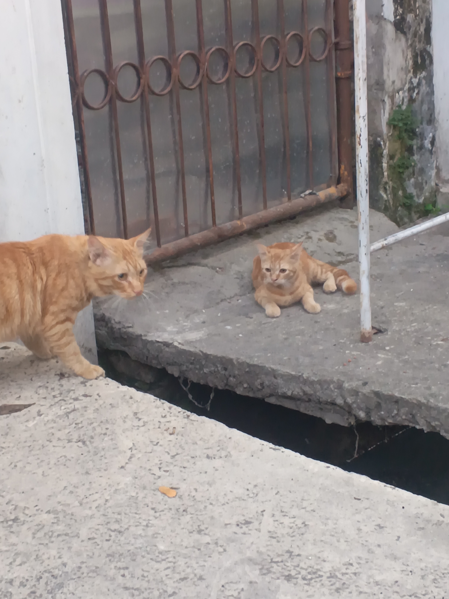 The image depicts two ginger cats on a concrete surface, likely an outdoor walkway or alleyway, in Surabaya, Indonesia. One cat, larger and in the foreground, is walking towards the right, its body angled away from the viewer. The other cat, smaller and in the mid-ground, is lying down on its side, facing left.
The environment includes a rusted metal gate with circular decorative elements in the background, suggesting a residential or older building area. Adjacent to the gate is a white vertical pole, and the wall appears weathered with some greenery growing on it. The concrete surface is divided by a crack, with a dark gap visible beneath. The lighting suggests it is daytime, possibly overcast.
