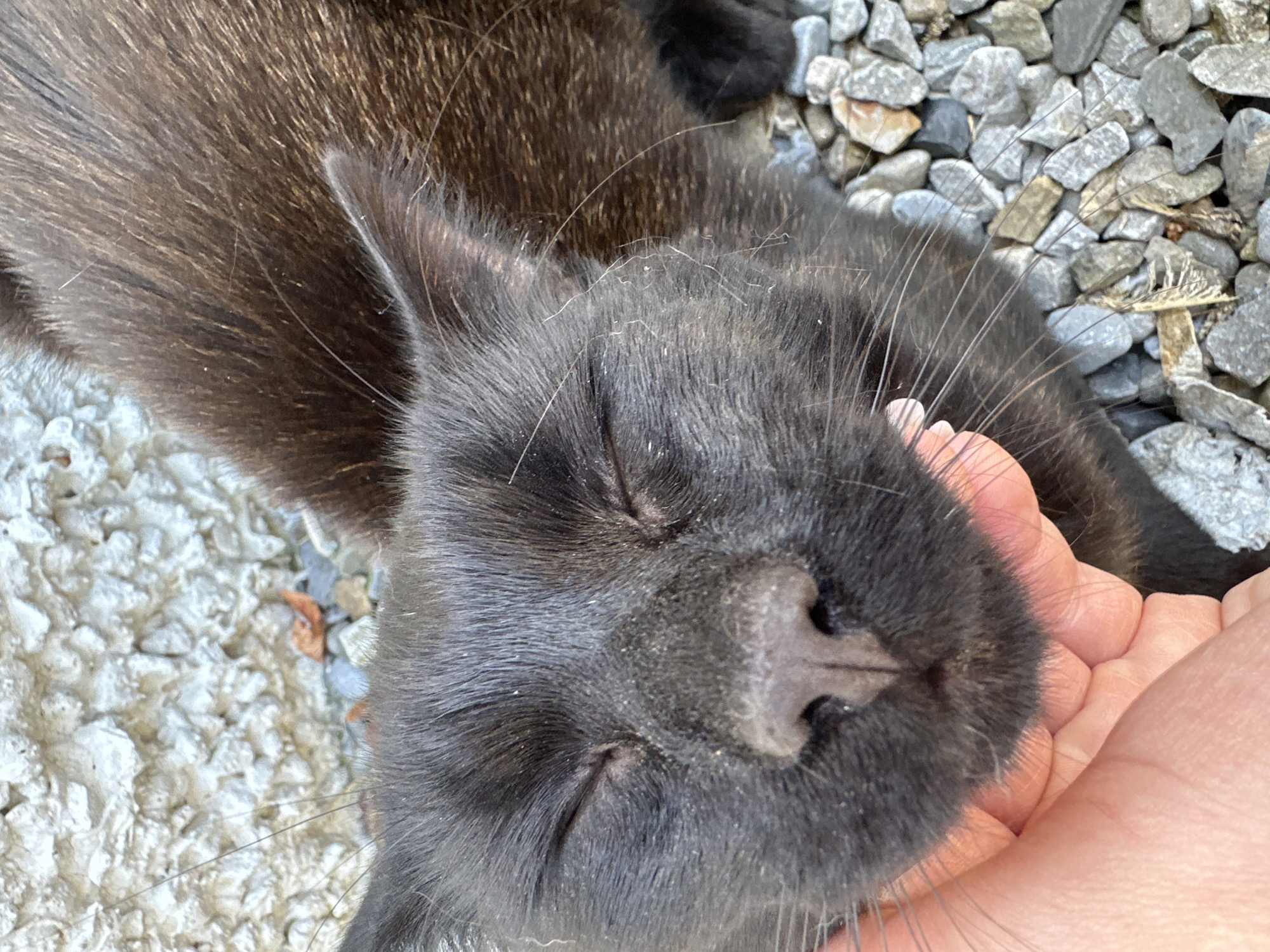 A close-up, overhead shot shows a black cat with its eyes closed, being petted on the cheek by a person's hand. The cat is lying on a surface of small, grey stones and gravel. In the background, a textured, light-colored stone wall is visible. A single dry, orange leaf rests on the gravel near the wall. The scene appears to be outdoors, possibly in Moortown, Ireland, given the mention of its location. The lighting suggests it is daytime.
