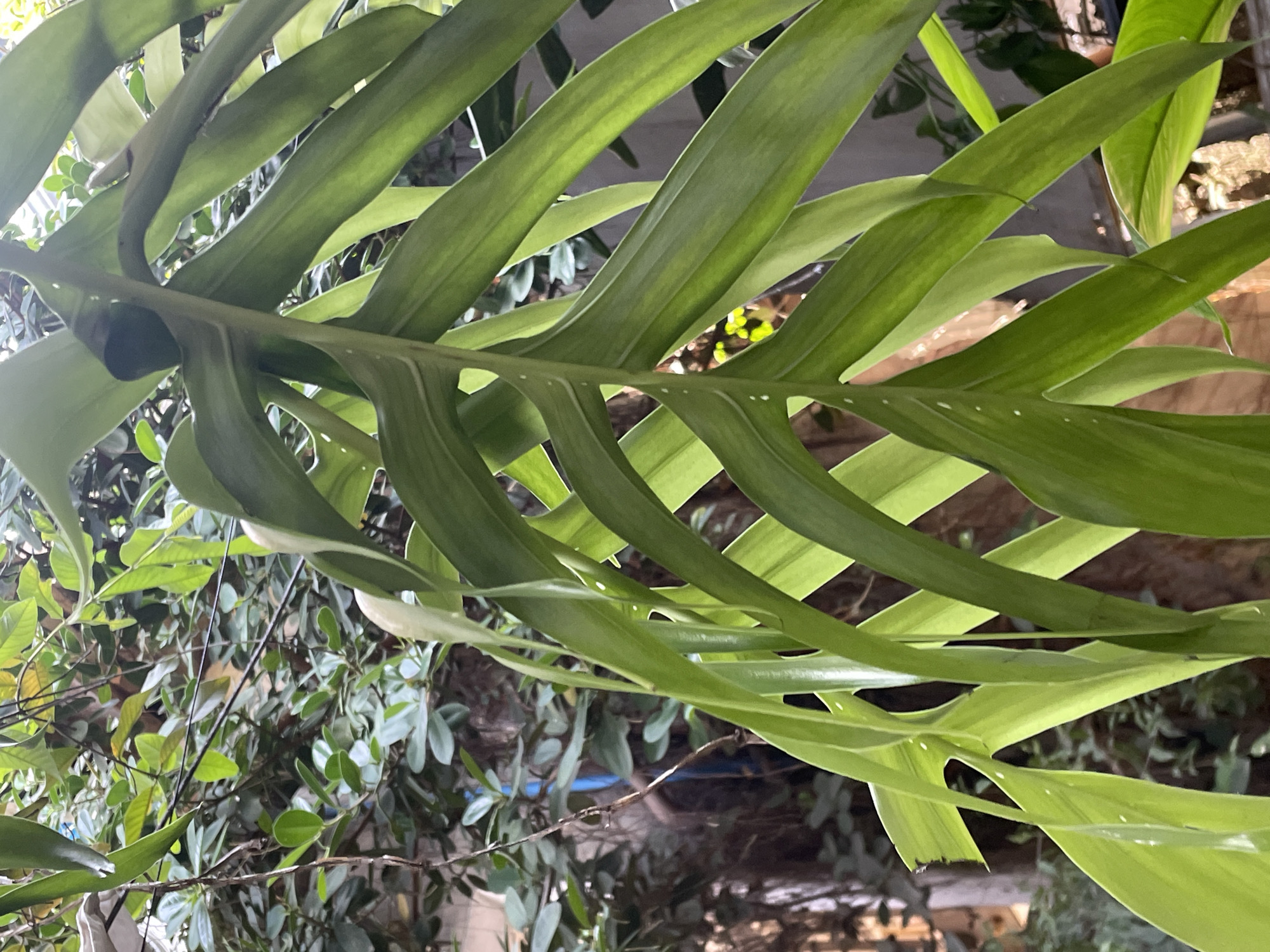 The image depicts a close-up view of a Monstera plant with prominent fenestrations in its leaves. The leaves are a vibrant green color and appear healthy. The background features other leafy plants and foliage, creating a dense, garden-like environment. There is no visible evidence of people or structures to confirm the location in Davao City, Philippines, but the vegetation is indicative of a tropical climate.