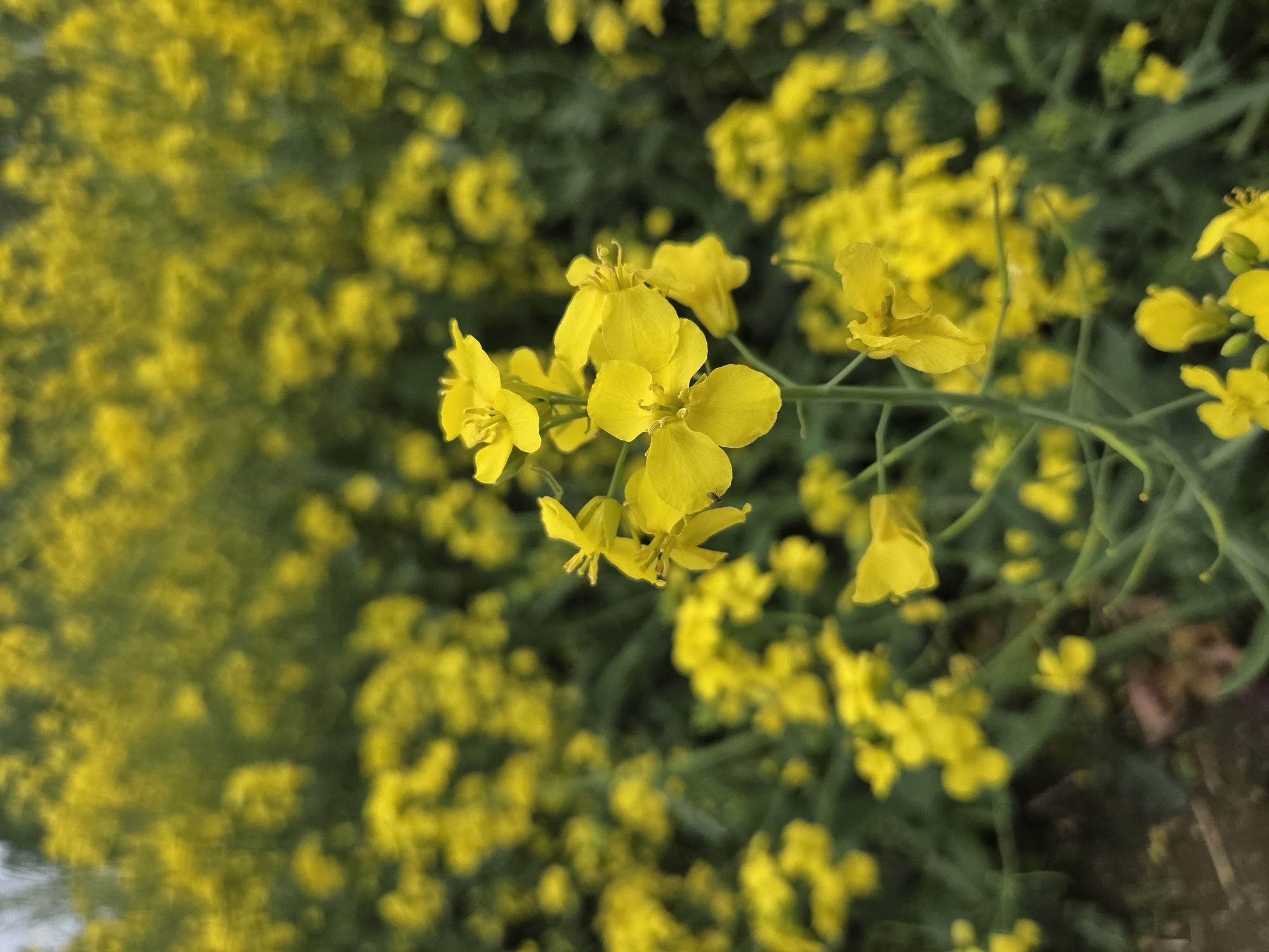 The image shows a close-up of yellow flowers, possibly rapeseed or mustard plants, in an outdoor setting. The background is a dense blur of similar yellow flowers and green foliage, indicating a field or area with a high concentration of these plants. The foreground has a cluster of flowers in sharp focus, revealing the individual petals and structures of the blossoms. The environment appears to be natural, suggesting a rural or agricultural location.