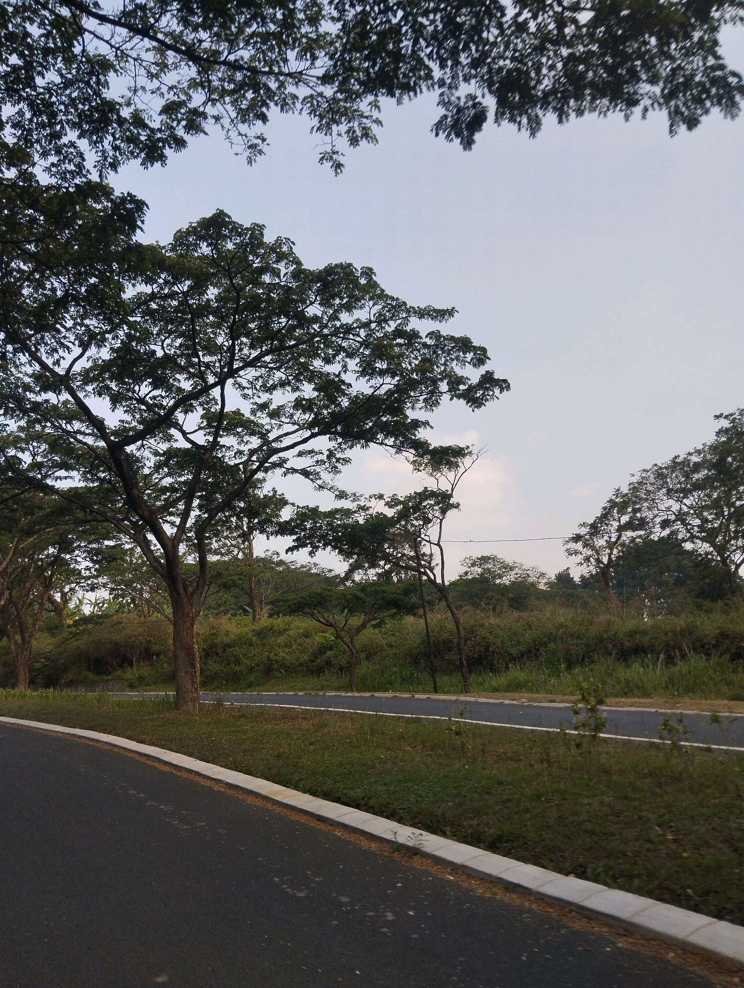 The image depicts a roadside scene in Babakan Madang, Indonesia, characterized by lush greenery and a paved road. In the foreground, a dark asphalt road with a white line marking its edge curves gently to the left. A concrete curb separates the road from a strip of well-maintained green grass.
Beyond the road, a dense band of vegetation stretches across the midground, featuring various trees and shrubs. Dominating the left side of the frame is a large, mature tree with a thick, textured trunk and a sprawling canopy of dark green leaves. Other trees, some with thinner trunks and less dense foliage, are visible further into the background. The sky above is a pale, overcast blue with a few wispy clouds. A power line stretches horizontally across the middle ground, supported by unseen poles. The overall impression is one of a tranquil, semi-rural environment within Babakan Madang. There are no people or animals visible in the scene.