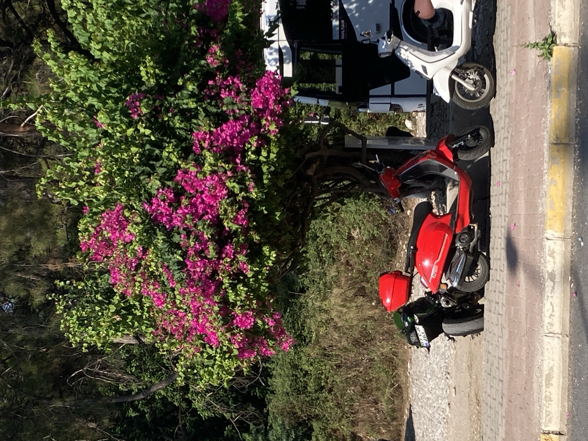 In Kemer, Turkey, a vibrant scene unfolds under a clear blue sky. Two scooters, one bright red and the other white, are parked side-by-side on a paved walkway. The red scooter is positioned closer to the viewer, its glossy finish reflecting the sunlight. Behind it, a black motorcycle is partially visible, its license plate reading "07 CJC 261".
A lush, green tree adorned with a profusion of bright pink bougainvillea blossoms dominates the background, casting a dappled shade. To the right of the tree, a white bus with tinted windows is parked, its "SULTAN" logo visible. The environment appears to be a roadside, with a gravel and dirt area behind the walkway, and dense green foliage in the distance. The overall impression is one of a sunny day in a picturesque Mediterranean setting.