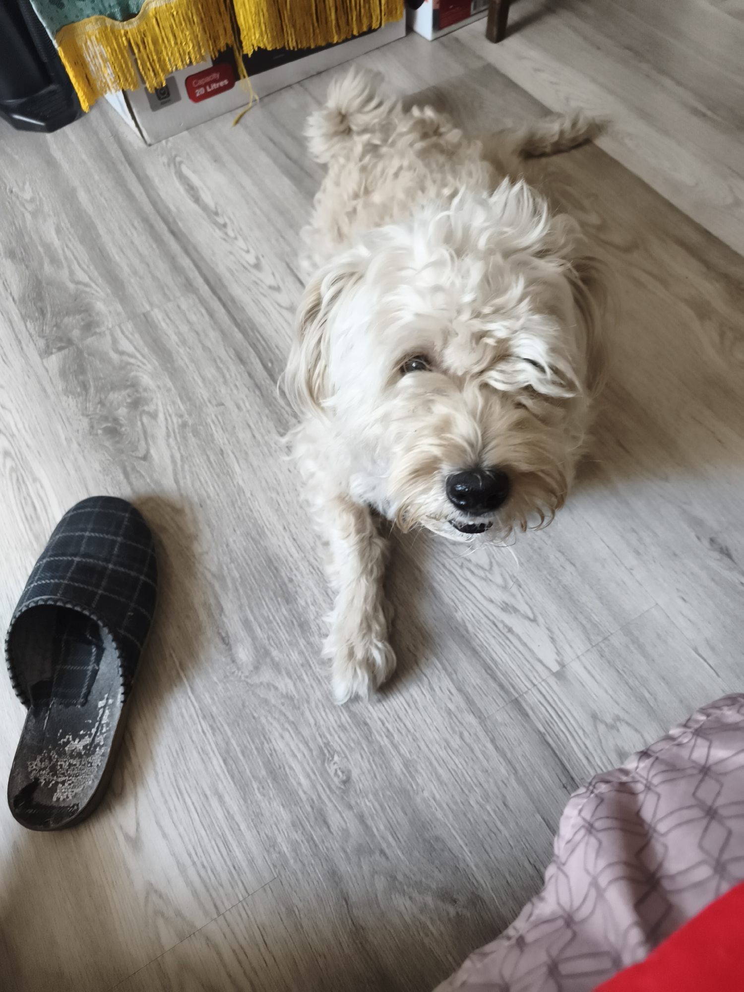 A light-colored, medium-haired dog with its front paws extended lies on a light-colored wooden floor. To the left of the dog, there is a dark gray checkered slipper. In the background, a portion of a box with text "Capacity 20 Litres" is visible, along with a yellow fringed textile. The scene is indoors, likely a residential setting, and no specific location in Daugavpils, Latvia can be determined from the visual information provided. The dog appears to be resting, and there are no human subjects or interactions depicted. The overall lighting suggests an indoor environment during the daytime.
