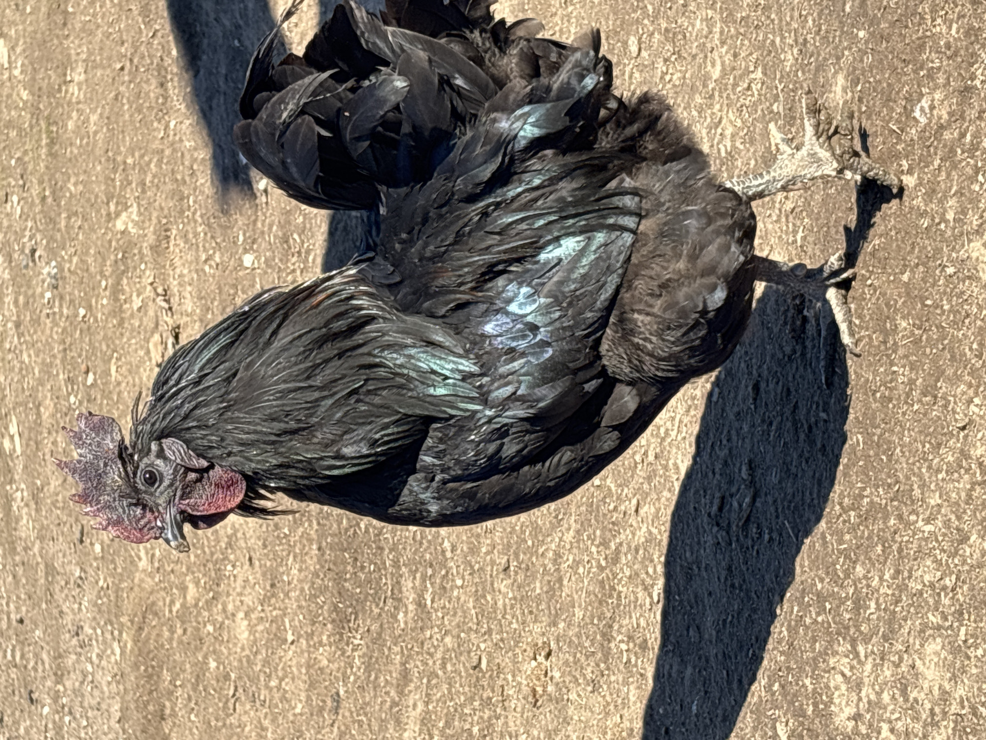 A black Ayam Cemani chicken lies on a rough, light-brown surface, presumably the ground or a concrete area. The chicken's feathers display iridescent hues, suggesting possible oil or other contamination. Its feet are slightly elevated off the ground. The lighting indicates a sunny day, with a sharp, distinct shadow cast by the chicken. The location, Koshelevichi, Russia, is provided as context but is not visually confirmed by the image. No people, actions, or interactions are visible.