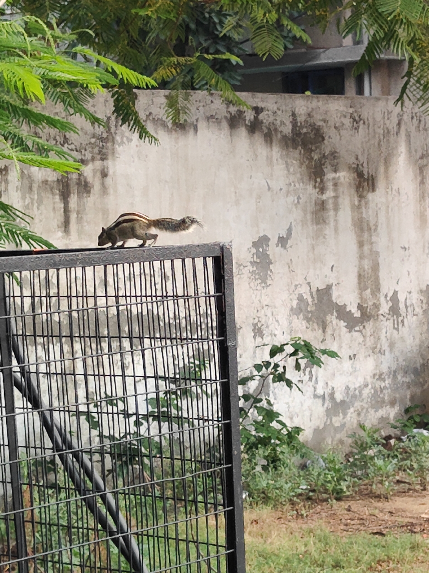 A squirrel is perched on top of a black metal fence. The squirrel is facing to the left and has its tail curved upwards. Behind the squirrel, a textured, weathered wall is visible. Green foliage is present in the foreground and background, suggesting an outdoor environment. The scene appears to be in an urban or semi-urban setting, possibly a residential area, given the presence of a fence and wall, and the general state of the surroundings which is consistent with areas in Gurgaon, India.