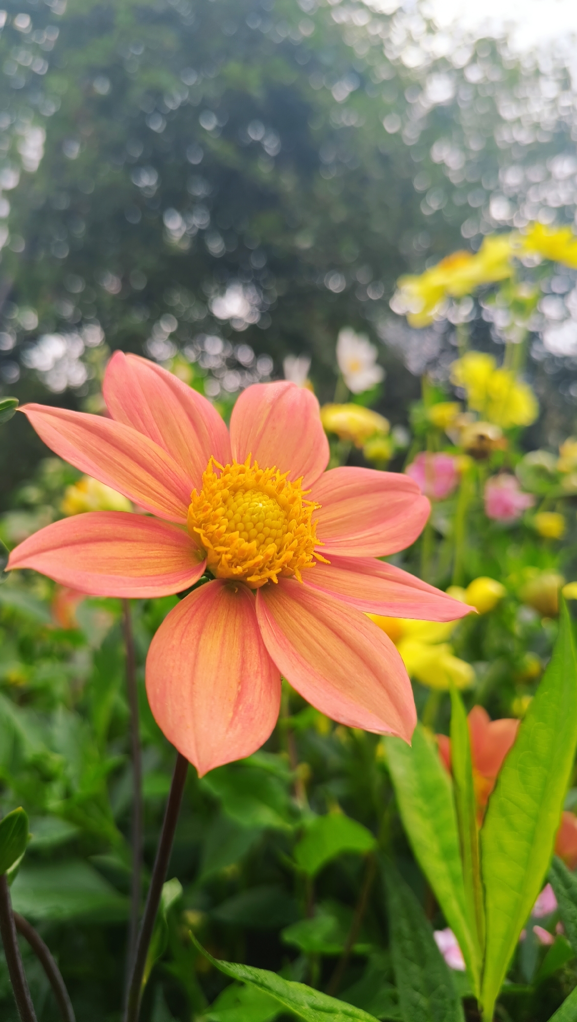 A close-up, vertical shot captures a single, bright orange flower in sharp focus, its petals delicately fanning outwards from a textured yellow center. The flower is positioned on the left side of the frame, with its stem extending downwards. Behind it, the background is a soft blur of green foliage and bokeh lights, suggesting a garden or natural setting. A few other colorful flowers, out of focus, are visible in the middle and right sections of the background. The lighting is natural, highlighting the vibrant colors of the flower. The image appears to be taken in an outdoor environment, possibly a garden in Karsha, Russia, though no specific landmarks or buildings are identifiable. There are no people or animals visible in the scene.