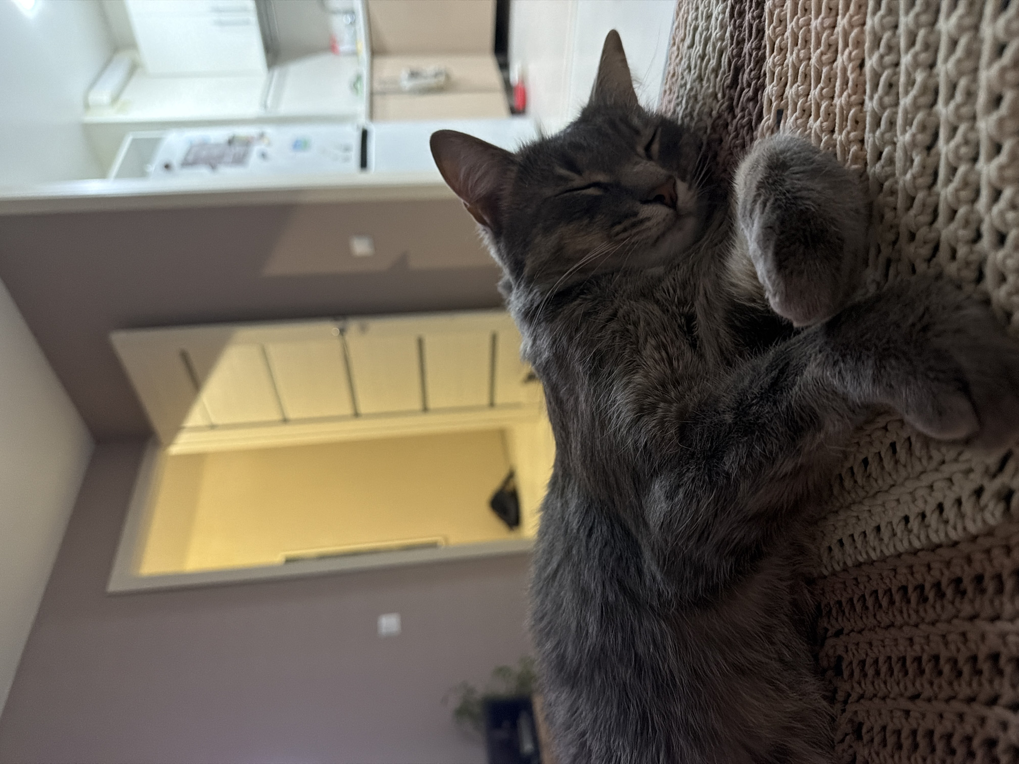 A gray tabby cat is sleeping on a textured, crocheted blanket. The cat is curled up, with its paws positioned near its face. The background shows a room with a two-tone wall (light gray and light taupe). There's a visible doorway or opening with light shining through and what appears to be a row of cabinets or shelves above the wall. The image has a slightly soft focus, giving it a warm feel. There is no evidence that the photo was taken in Chaikovsky, Russia.