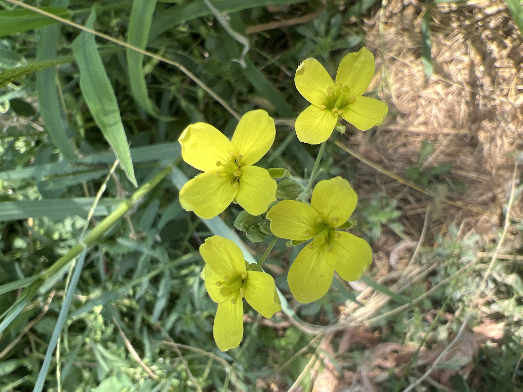 A close-up, eye-level shot captures four vibrant yellow flowers with four petals each, blooming amidst lush green foliage and dry, brown grasses. The flowers are the primary focus, with their delicate petals and visible stamen. The background consists of a dense mix of grass blades, some thin and spiky, others broader and flatter, with hints of dried plant matter on the ground. The lighting suggests a bright, outdoor setting, possibly late morning or early afternoon. The image appears to be taken in a natural environment, likely a park or a less manicured green space, consistent with a location in Tashkent, Uzbekistan, where such flora is common. There are no people or any discernible human activity visible in the frame.