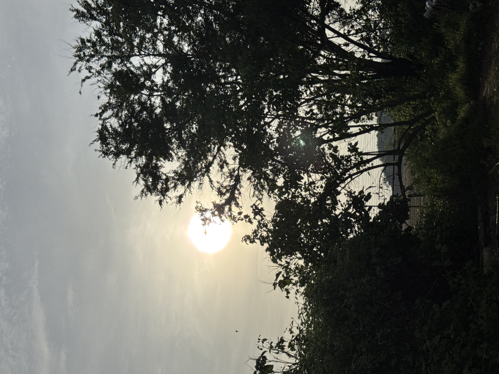 The image shows a scene in Denpasar, Indonesia, at dusk or dawn. The sun is low in the sky, partially obscured by tree branches. The sky is a light grey color. Silhouetted trees and foliage frame the scene on the right and top. A small bird is visible in the sky near the sun. A glimpse of a building or structure is visible through the trees.