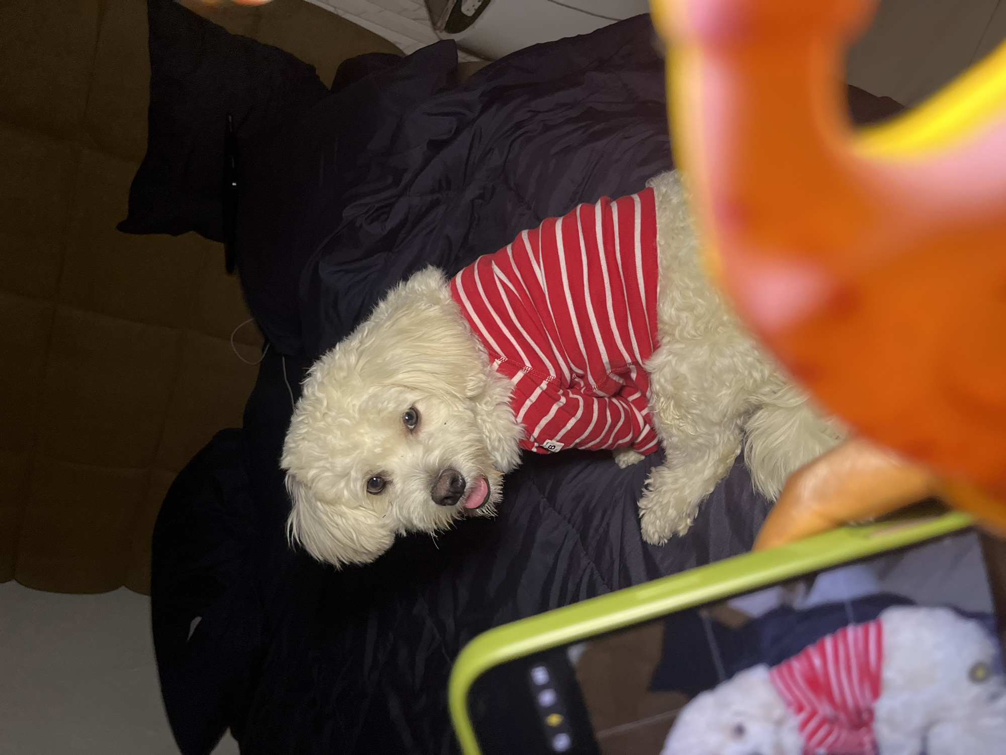 A white poodle mix dog wearing a red and white striped shirt is sitting on a dark blue comforter. The dog is looking directly at the camera with its tongue slightly sticking out. In the foreground, a green-rimmed smartphone is held in a hand, and the screen of the phone shows a reflection of the dog and a blurred orange object. The scene appears to be indoors, likely in a bedroom, with a dark headboard visible behind the dog. The lighting is dim, suggesting it is nighttime or the room is not well-lit. The overall impression is of a casual, personal moment captured by someone taking a photo of their pet. There is no information in the image to suggest the location is Abuja, Nigeria.