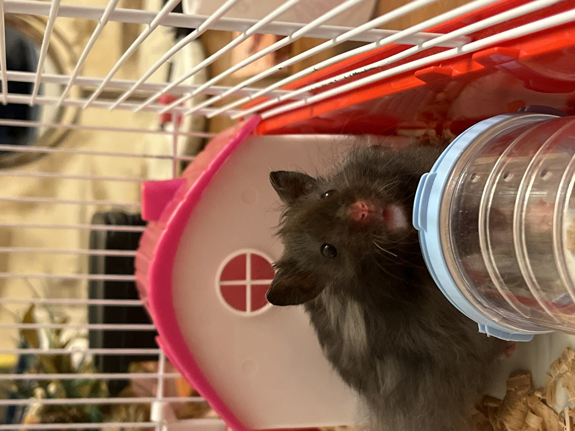 A close-up, eye-level shot captures a dark brown hamster with fluffy fur peeking out from behind a bright red plastic compartment inside a white wire cage. The hamster's face is partially obscured, but its dark eyes, small pink nose, and white whiskers are visible. Behind the hamster, a pink plastic hamster house with a round window is visible. The cage bedding is made of wood shavings. The background is blurred, but appears to be a domestic setting. The image is well-lit, with natural light casting shadows on the hamster's fur.