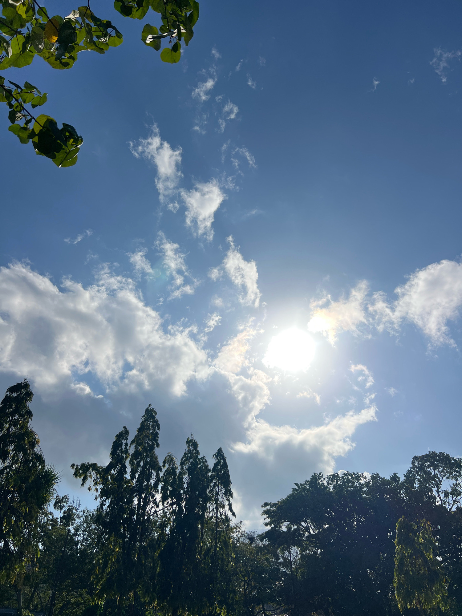 This image depicts a bright, sunny day in Denpasar, Indonesia. The sky is a vibrant blue with scattered white clouds, some of which are illuminated by the bright sun. The sun itself is visible, emitting a strong glare and a lens flare effect. In the foreground, the tops of several tall, dark green trees are visible, silhouetted against the sky. Some of these trees appear to be palm trees, while others have a more slender, spire-like shape. Lush green foliage is also visible in the upper left corner of the image, suggesting a natural or park-like setting within the city. The overall scene conveys a sense of a warm, clear day.