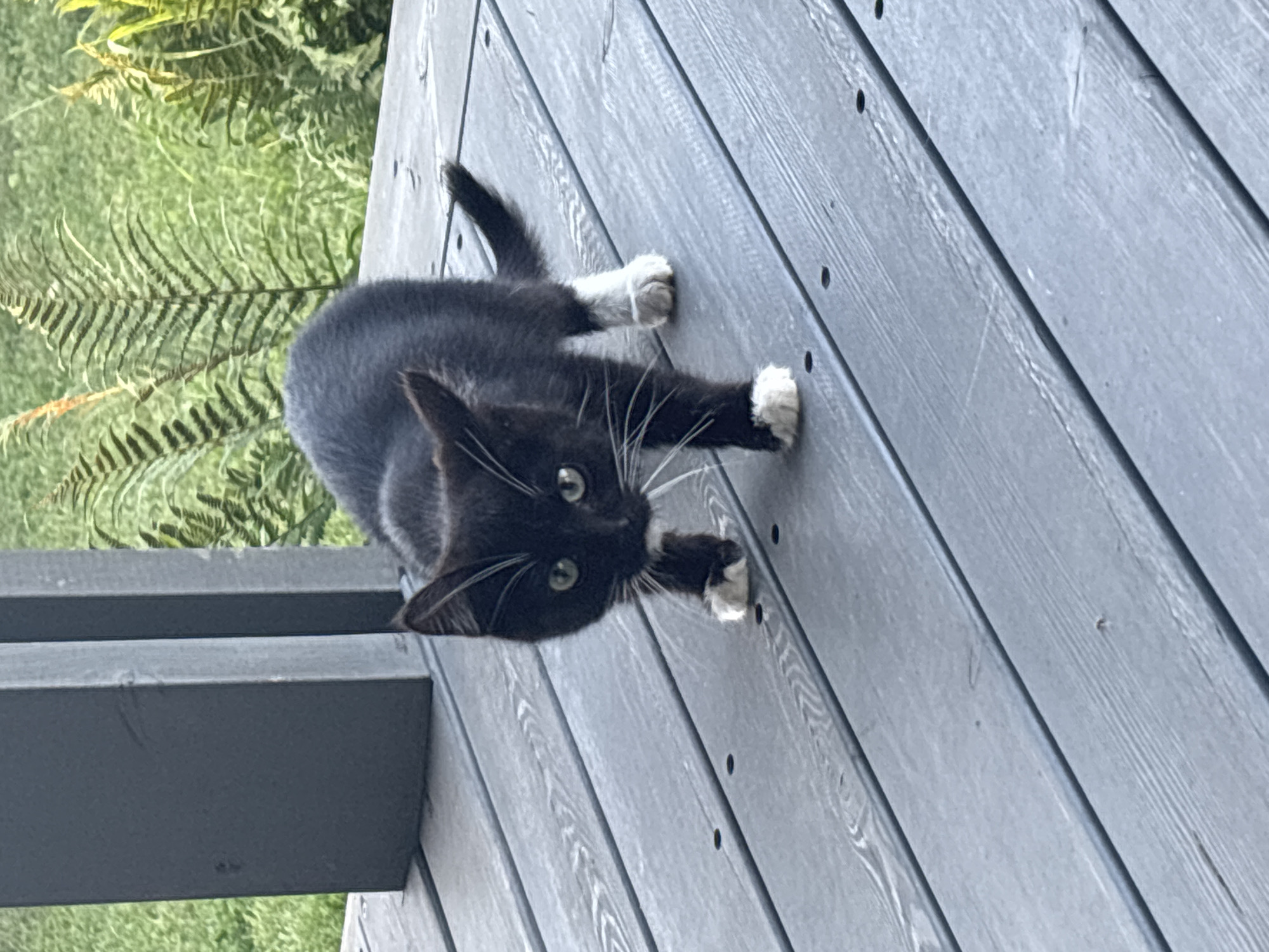 A black and white kitten is walking on a gray wooden deck. The kitten is facing the camera and has bright green eyes and white whiskers. Its front paws are white, and its hind legs have white socks. In the background, green ferns and grass are visible. The scene appears to be outdoors, possibly on a porch or patio. There is no indication of the city of Zvenigorod, Russia, in the image.