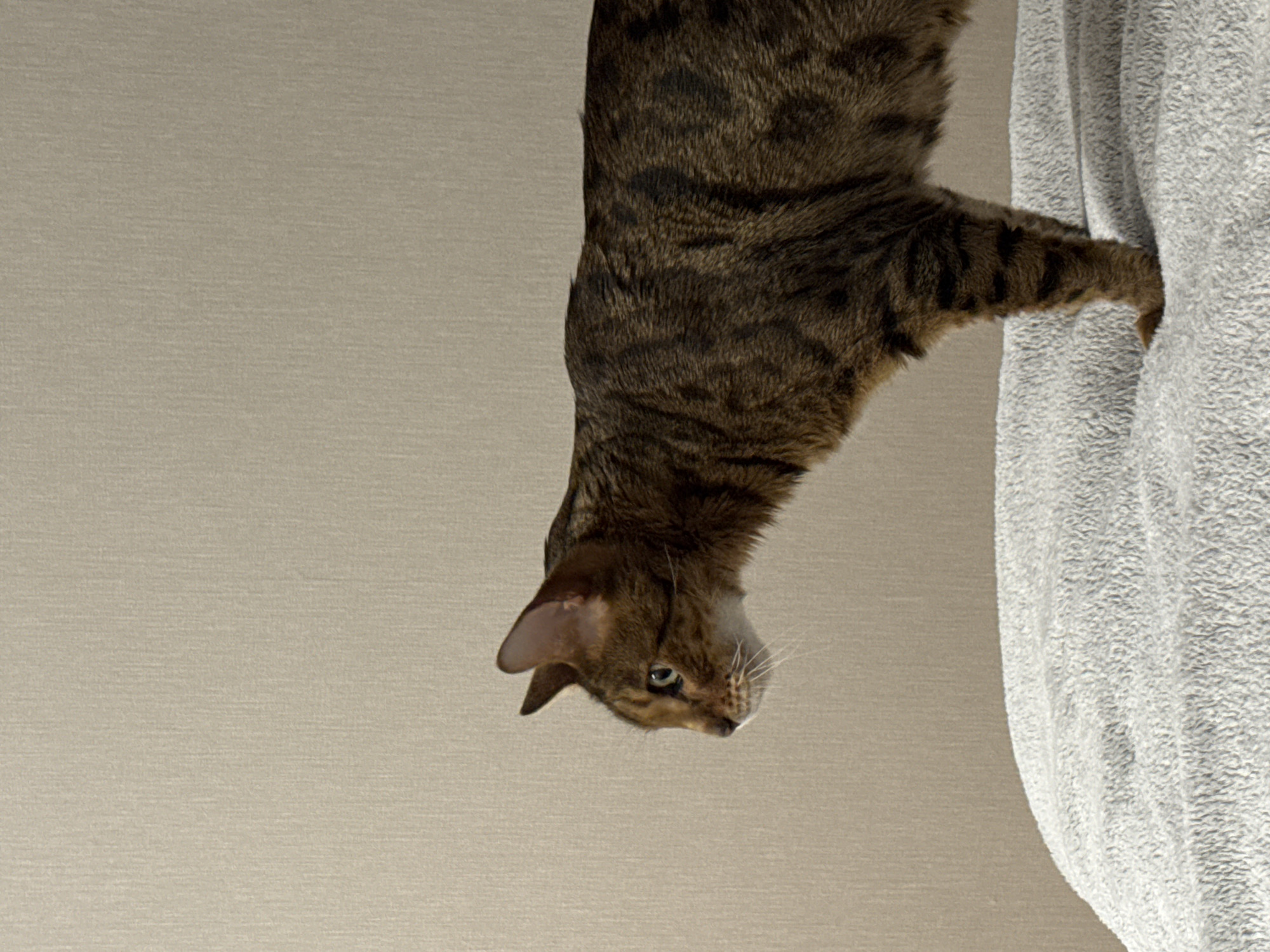 A medium shot depicts a brown tabby cat with black spots and stripes, positioned upside down in front of a light gray textured wall. The cat's head is tilted downward, with its face and whiskers pointed towards the bottom of the frame. Its left ear is visible and angled slightly forward. Part of the cat's body is in contact with a light gray textured surface resembling a towel. The exact location is Unknown, Unknown.