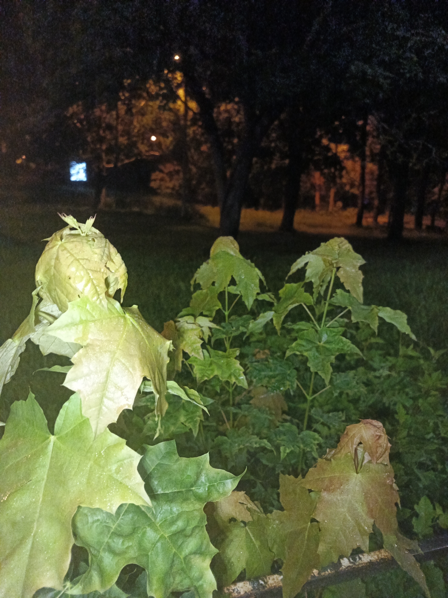 The image depicts a close-up view of several maple leaves, some vibrant green and others transitioning to brown, with visible water droplets on their surfaces. The leaves are positioned in the foreground, with a dark, out-of-focus background suggesting an outdoor setting at night. In the background, faint lights and the silhouettes of trees are discernible, indicating a park or wooded area within the city of Smolensk, Russia. The overall lighting is dim, likely artificial, casting a subdued illumination on the foliage.