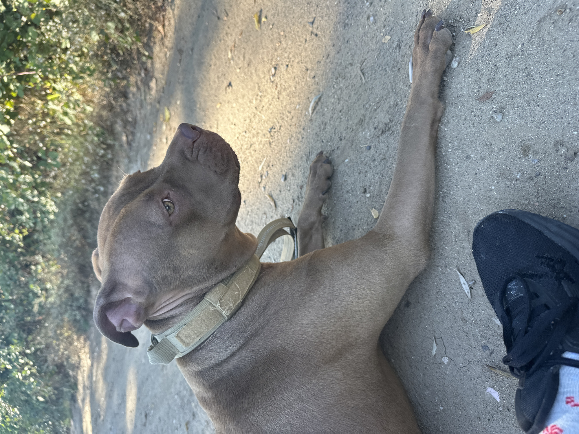 In Malevo, Bulgaria, a light brown Pitbull with a tan collar lies on a dirt path. The dog's body is relaxed, with its front paws extended forward and its head turned to the right, gazing into the distance. Sunlight filters through the trees lining the path, casting dappled shadows on the ground. In the foreground, a black sneaker with white socks is visible. The scene appears to be an outdoor setting, possibly a park or trail.