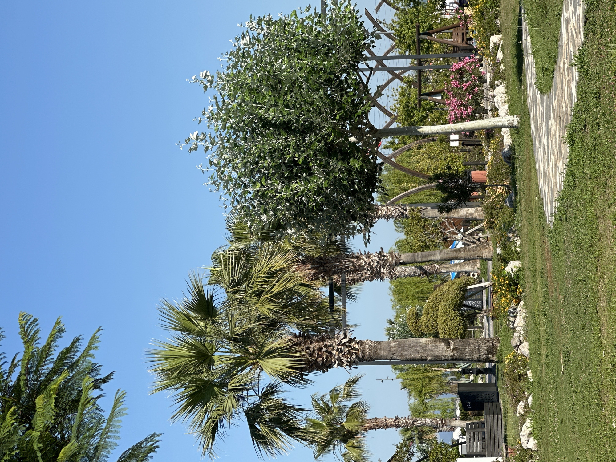 The image captures a vibrant, sunny outdoor scene, likely a well-maintained park or garden in Fethiye, Turkey, under a clear blue sky. A winding pathway, made of light-colored, irregularly shaped stones, stretches from the foreground towards the background on the right, bordered by lush green grass and landscaped beds.
The scene is dominated by various trees and plants. Several tall palm trees with thick, textured trunks and prominent green fronds are scattered throughout the image. A large, deciduous tree with a full, rounded canopy of light green foliage, possibly a type of poplar, stands prominently in the midground. Other trees with feathery green leaves are visible on the left. The ground alongside the path features manicured grass, interspersed with flowerbeds showcasing bushes with bright pink flowers and patches of yellow blossoms, along with decorative rocks.
In the background, wooden lattice structures, likely pergolas or arbors, are visible, suggesting shaded areas or decorative elements. A wooden bench can be seen tucked under one of these structures. There are also smaller, dark-colored outdoor structures, possibly seating or planters, closer to the bottom.
The bright sunlight indicates a clear daytime setting. No specific activities are taking place, and no people are clearly visible. The overall impression is one of tranquility and natural beauty, characteristic of a Mediterranean garden or resort area. No discernible text is visible in the image.
