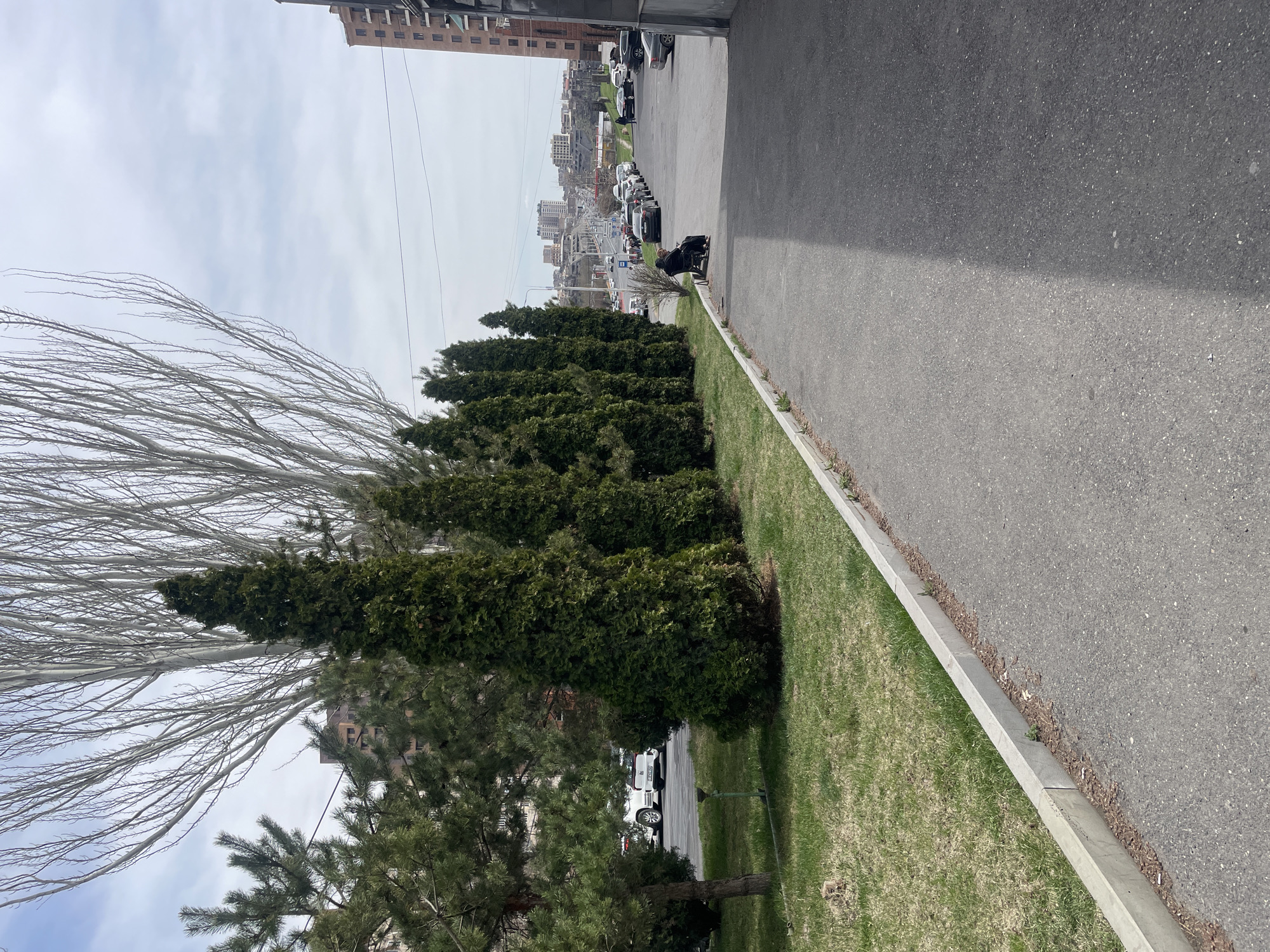 The image shows a street scene in Yerevan, Armenia. A paved road runs along the right side of the frame, adjacent to a grassy verge bordered by a concrete curb. A row of evergreen trees separates the road from a parking area where several cars are parked. In the distance, buildings and a cityscape can be seen. The sky is overcast. Near the curb, a person in dark clothing is sitting on a small object, possibly a stool. A bare tree with white branches is visible on the left, along with a pine tree.