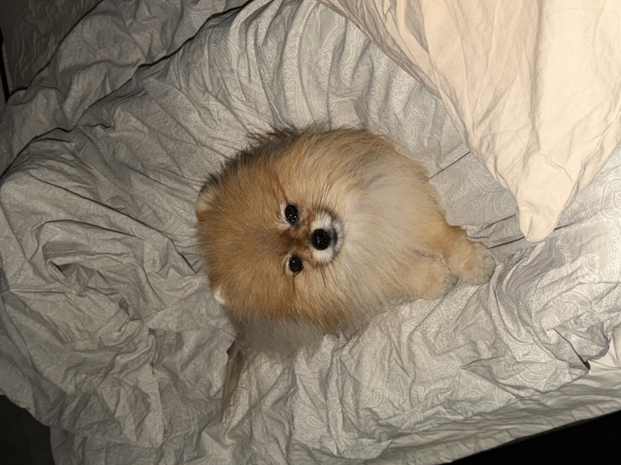 A fluffy, light brown Pomeranian dog lies on a wrinkled bed covered with light grey paisley-patterned sheets and a beige top sheet. The dog is positioned in the upper center of the frame, facing the camera. The location is not discernible from the image.