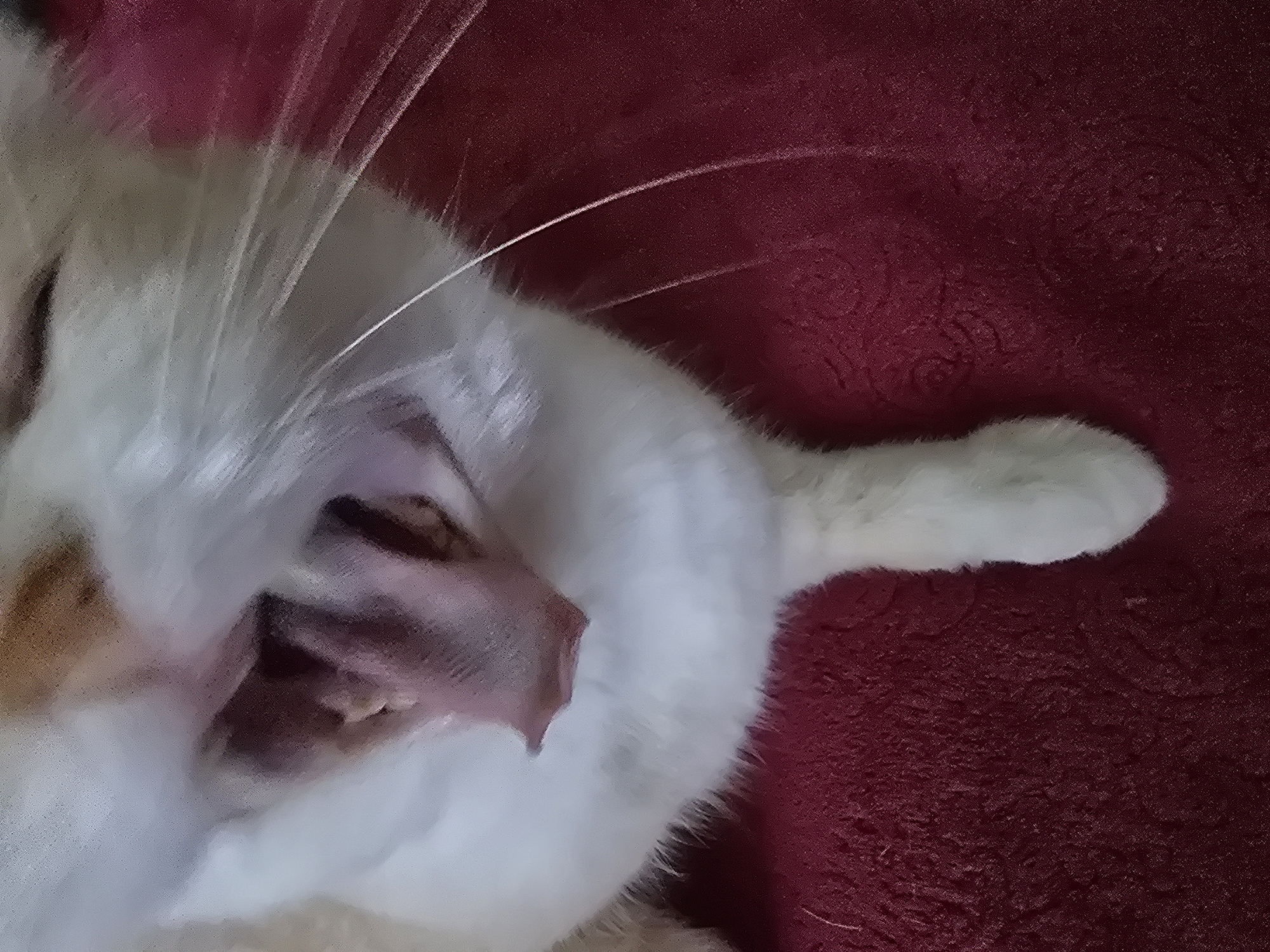 The image shows a close-up, overhead view of a white cat with orange and brown markings, lying on a dark red, textured surface. The cat appears to be sleeping or resting, with its mouth slightly open. Its fur is predominantly white, with some patches of color on its head and body. The red surface appears to be a blanket or rug. The lighting suggests it could be indoors, possibly during the daytime. There is no visible text in the image. The cat's whiskers are long and spread out. The overall impression is of a relaxed and comfortable animal in a soft environment. The image is taken from a high angle, focusing on the cat's face and upper body. The texture of the red surface is distinct, with a slightly raised pattern.
