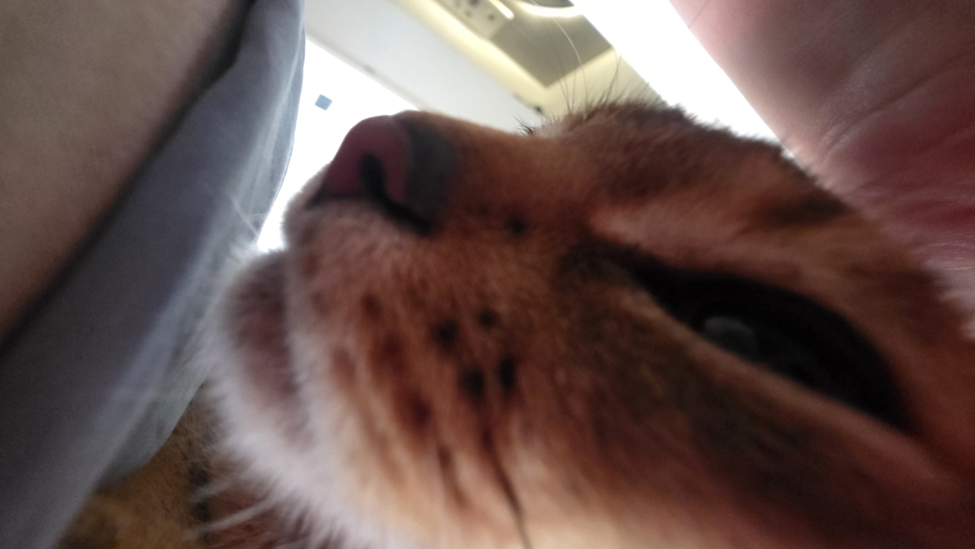 A close-up, distorted view of an orange tabby cat's face. The cat has a pink nose and visible black freckles on its muzzle. The background includes a grey fabric on the left, possibly clothing, and a bright, indistinct area above, suggesting indoor lighting. The focus is primarily on the cat's nose, eye, and fur, with the rest of the image somewhat out of focus. No indications suggest the location of Saint Petersburg, Russia.