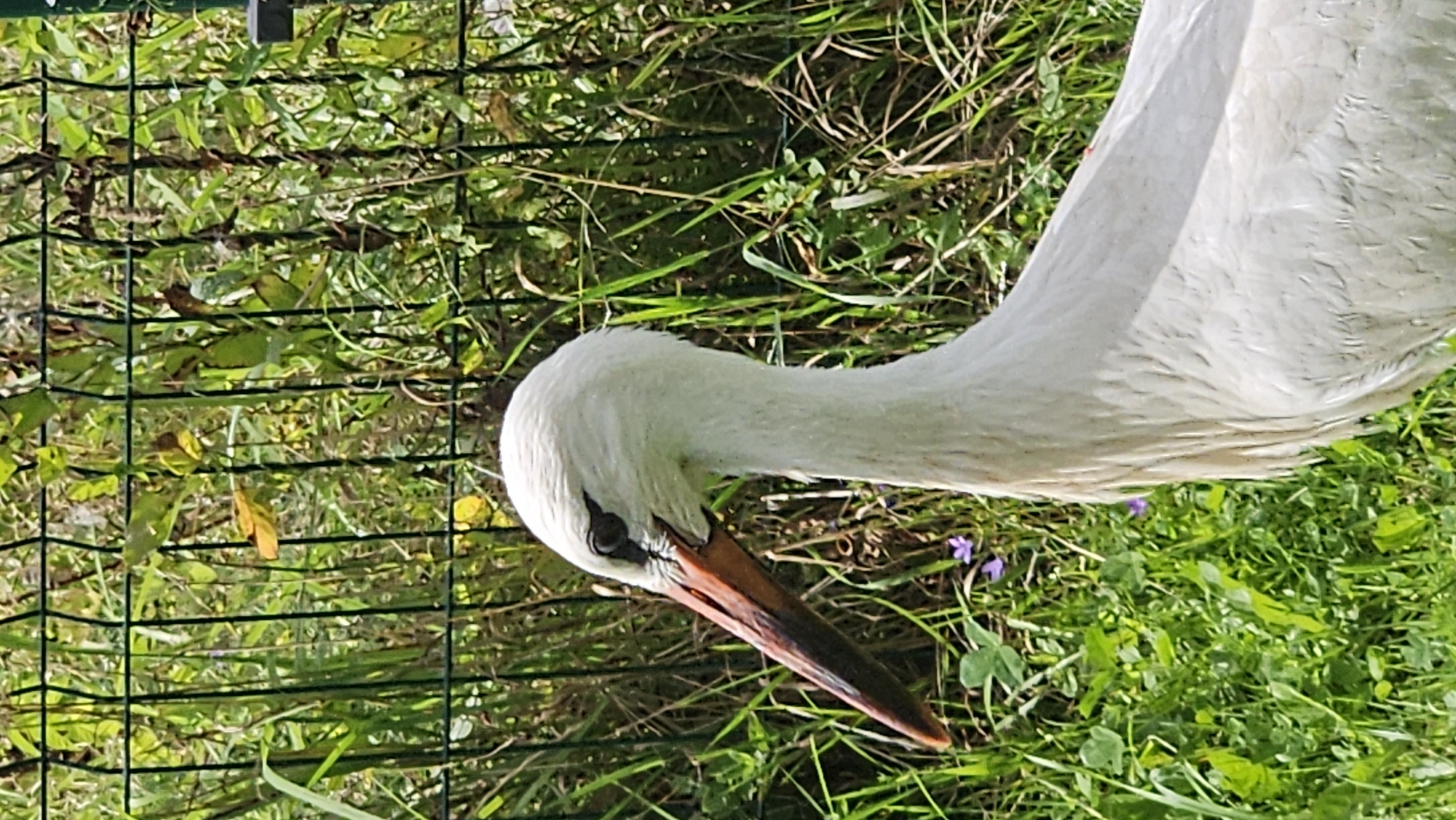 A white stork, with a long orange beak and black eye, is positioned in the foreground, facing left and slightly angled away from the camera. Its white plumage is visible, with fine feather detail on its neck and chest. The bird stands amidst lush green grass and small purple wildflowers. In the background, a green wire fence runs horizontally across the frame, behind which is dense vegetation and foliage, illuminated by sunlight. The scene appears to be an outdoor environment, possibly a park or natural enclosure, located in Kākciems, Latvia.