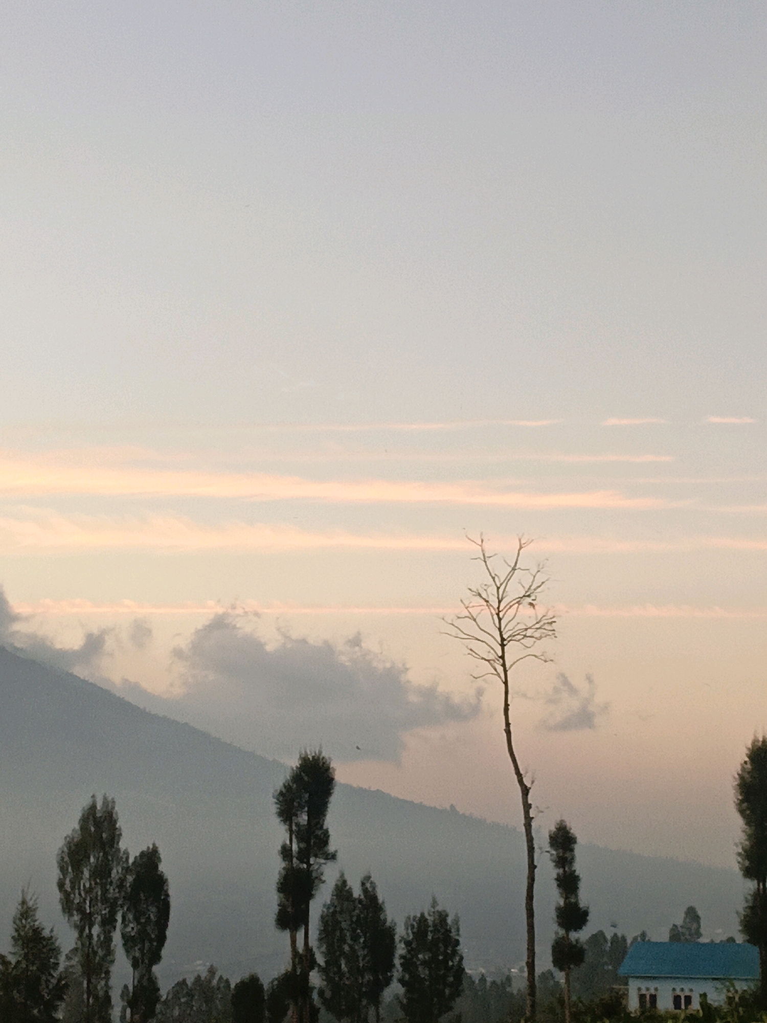 The image depicts a serene landscape at dusk in Butuh Kidul, Indonesia. The sky is a soft gradient of pale blue and pink, with horizontal streaks of orange clouds. In the foreground, silhouetted trees stand against the dimming light, some appearing bare and skeletal, others lush and dark green. A prominent, thin, bare tree stands to the right of center, its branches reaching upwards. To the far right, a small, light-colored house with a bright blue roof is visible, nestled among the trees. In the background, a large, hazy mountain range recedes into the distance, its slopes softened by mist or atmospheric haze. The overall impression is one of peaceful, rural tranquility as day transitions into night.