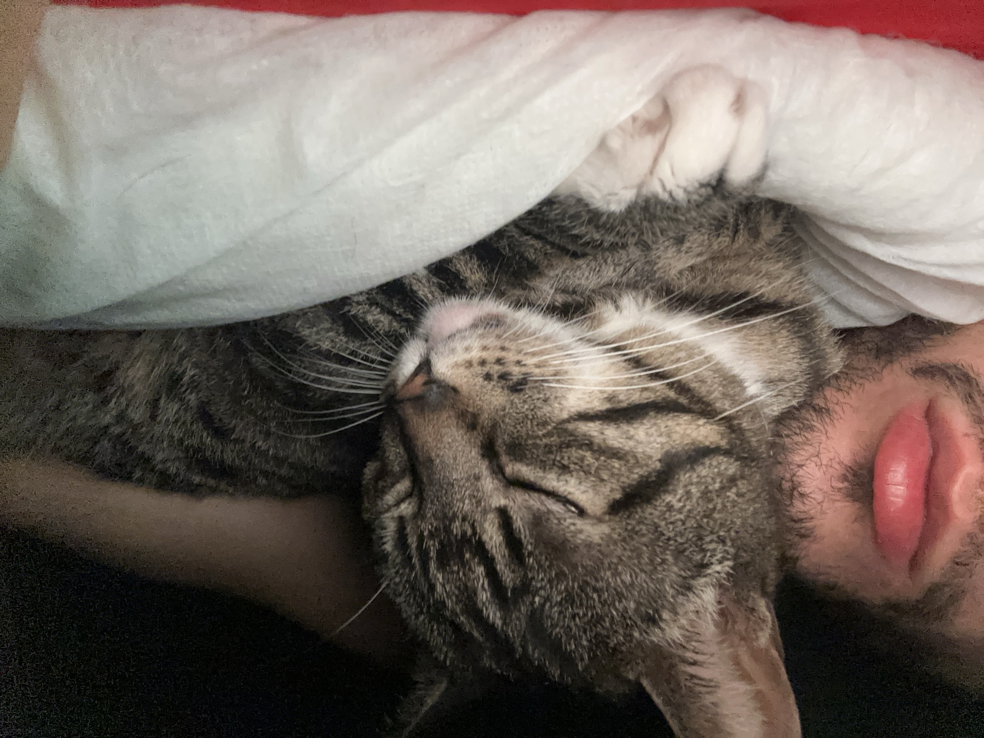 A close-up, horizontal shot captures a peaceful moment of a tabby cat snuggled closely with a person, likely sleeping or resting. The cat, with its eyes closed, occupies the left and central portion of the frame, showing its distinctive brown, grey, and black striped fur with white markings around its nose and long white whiskers. Its small pink nose is slightly visible.
The cat's head is resting against a person's face, only the right side of which is visible in the lower right quadrant of the image. The person has facial hair, appearing as dark stubble or a short beard, and their lips are slightly parted, showing a pinkish-red hue. A part of the person's ear is also visible next to the cat's head.
Both the cat and the person are partially covered by a soft, white fabric, which appears to be a blanket or duvet, draped over them from the top left and across the upper part of the image. Above this white fabric, a strip of red fabric is visible, suggesting another blanket or a headboard. The overall lighting is soft and warm, contributing to a cozy and intimate atmosphere. There is no visible text in the image. The scene takes place in Los Palacios, Spain.