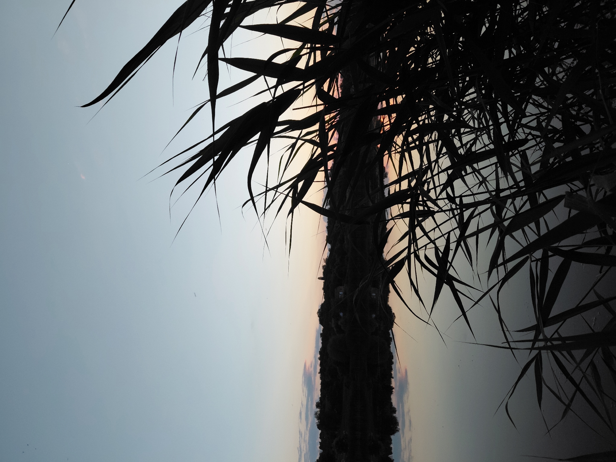 The image depicts a tranquil lakeside scene at dusk in Ustyvytsia, Ukraine. Silhouetted reeds and grasses dominate the foreground, their sharp, elongated leaves reaching towards the sky and obscuring parts of the water and distant landscape. The sky transitions from a pale blue at the top to softer hues of pink and orange near the horizon, indicative of sunset. Wispy clouds are visible, catching the fading light.
The middle ground features a calm body of water that reflects the sky and the dark silhouette of the opposite shore. The shore is lined with trees and foliage, creating a dense, dark mass against the lighter sky. A small structure, possibly a house or shed, is faintly visible nestled amongst the trees on the elevated bank. The overall atmosphere is peaceful and serene, characterized by the stillness of the water and the soft, diffused light of the evening. No people or animals are visible in the frame.