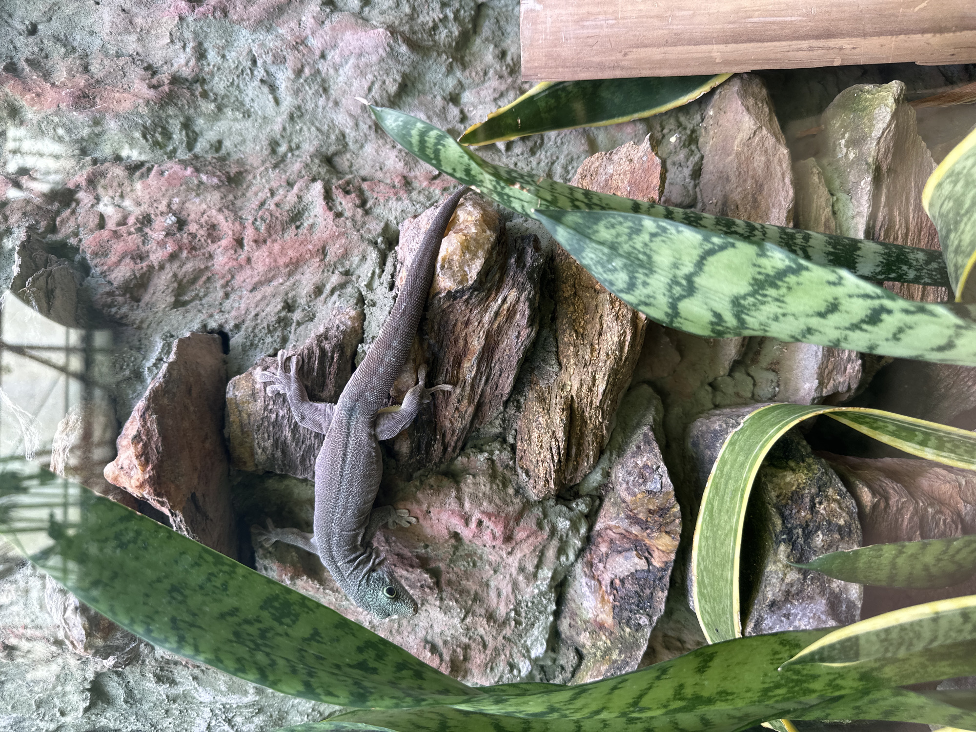A grey gecko clings to a constructed wall featuring rocks, bark, and green plants with yellow edging. The scene is behind glass, suggesting it is an enclosure. The gecko faces downward, its head near the bottom of the frame. The environment consists of simulated rock and plant life within a terrarium or vivarium. There is no human presence visible in the frame. While the image contains no details related to Wrocław, Poland, it could be inferred that the terrarium is housed somewhere in the city, but this is not directly supported by the image's contents.