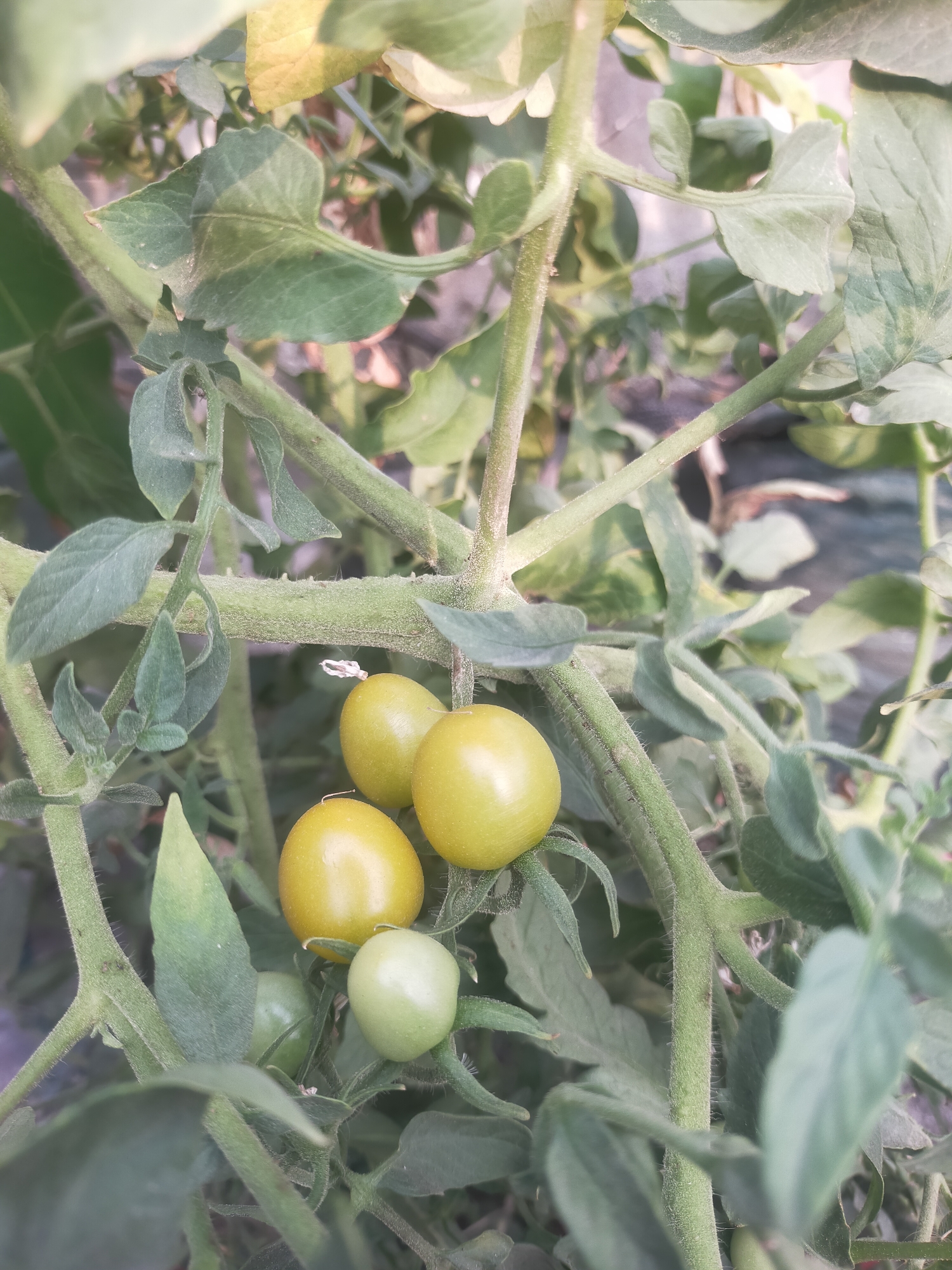 The image shows a close-up view of a tomato plant with several green and yellow tomatoes on the vine. The plant has fuzzy green stems and leaves. The tomatoes are small and round, with some still green and others beginning to ripen to a yellow color. The background is blurred, but appears to be an outdoor setting with soft lighting. The location of this scene in Tegalandong, Indonesia is not discernible from the image itself.