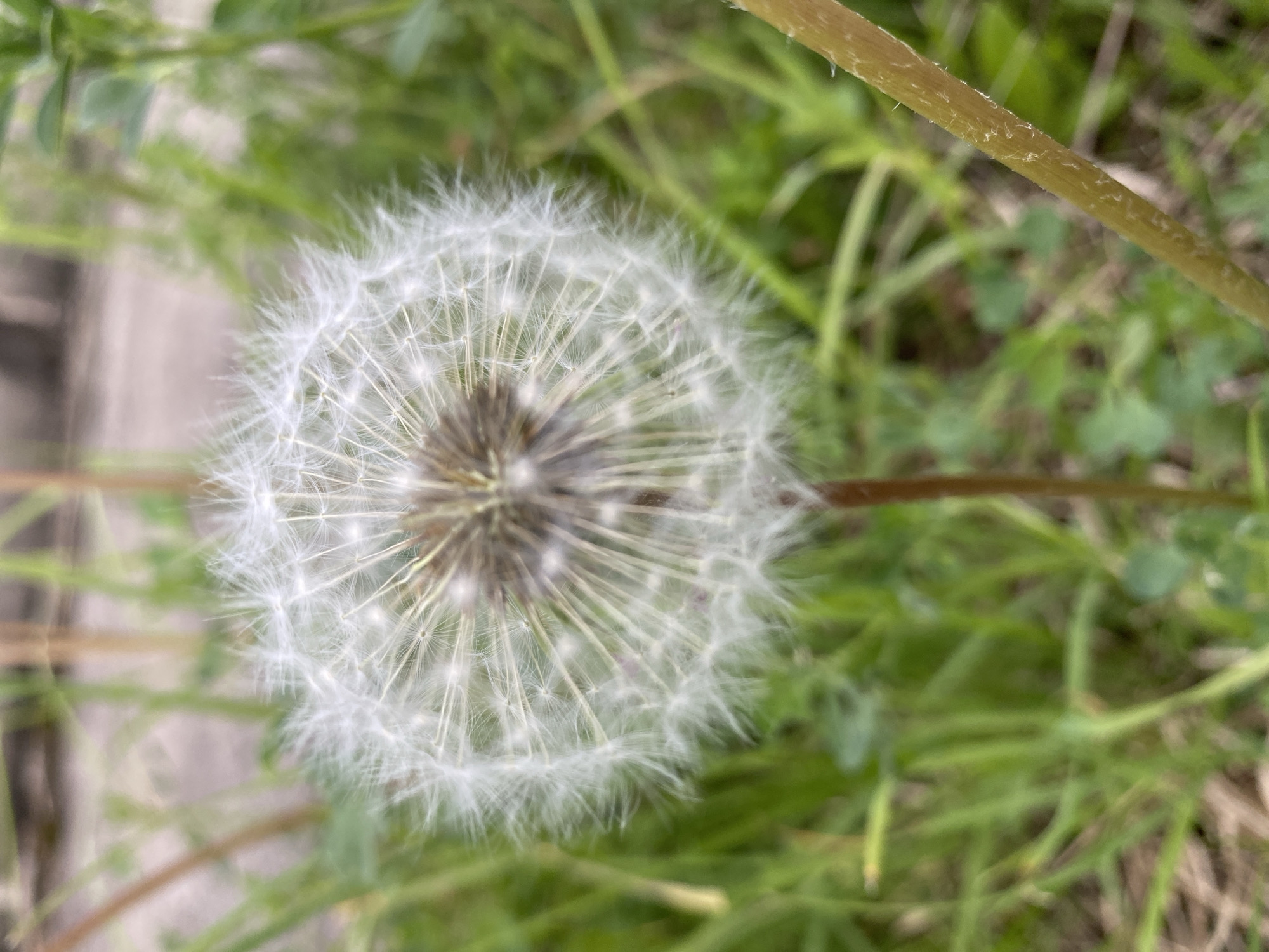 The image presents a detailed, close-up view of a mature dandelion seed head, also known as a blowball, centered against a softly blurred background of green foliage. The dandelion is rendered with sharp focus, highlighting the delicate, feathery white pappi radiating outwards from its darker, textured core. Each individual pappus, designed for wind dispersal, is clearly visible, forming a perfect spherical shape.
A segment of the dandelion's stem, light green with subtle textual markings, extends into the frame from the upper right, anchoring the flower head. The background consists predominantly of lush green grass and other unidentifiable blurred vegetation, creating a natural and outdoor setting. A lighter, indistinct element, possibly a pathway or ground surface, can be vaguely discerned on the left side of the background, partially obscured by the foliage.
The photograph captures a tranquil moment in nature, likely during daytime given the ambient natural light. The overall scene suggests a field, garden, or grassy area in Прикамский, Russia. There are no people, animals, or discernible activities taking place, with the focus entirely on the botanical subject. No visible text appears in the image.