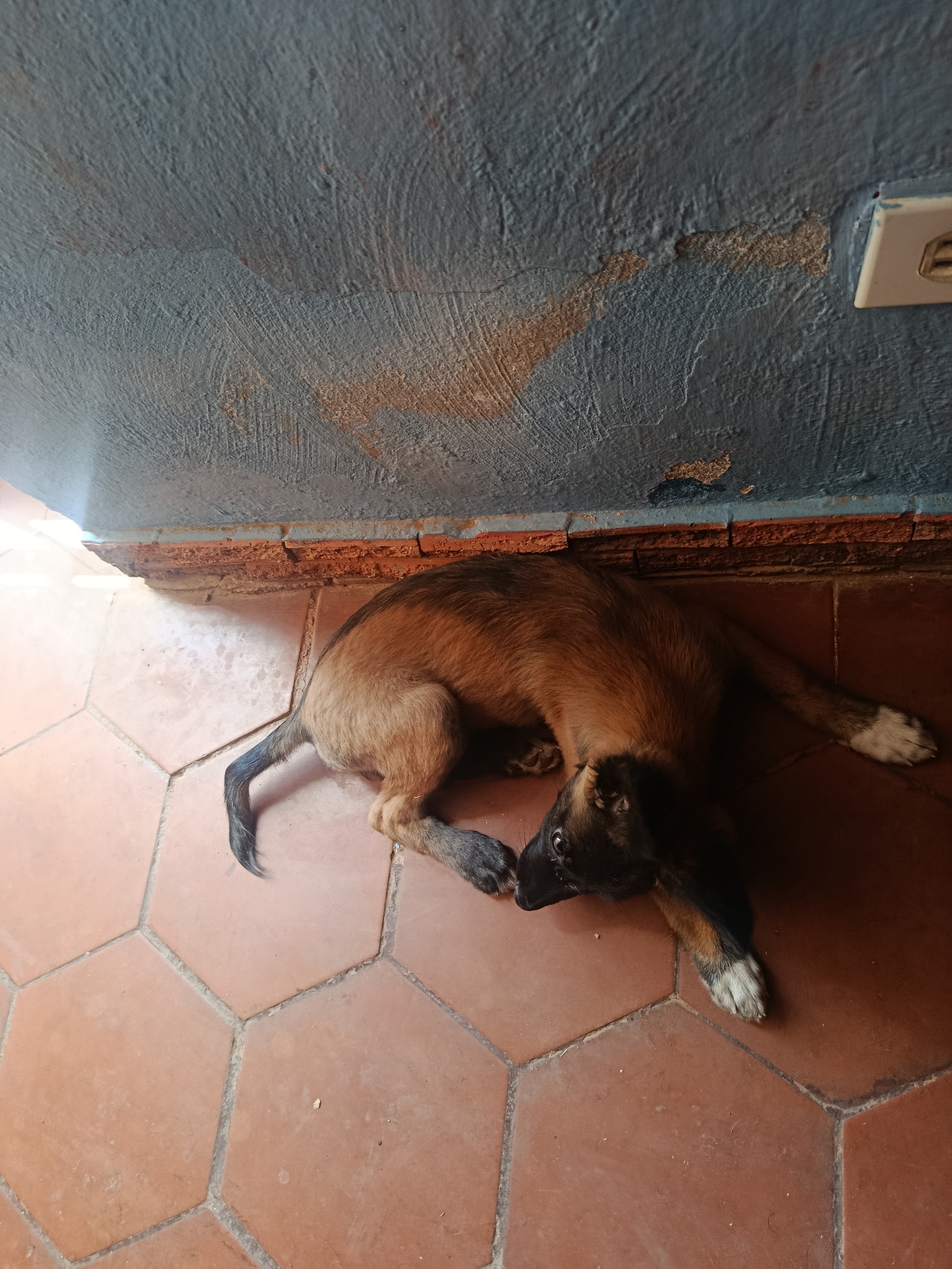 A medium shot shows a puppy lying on a red-tiled floor, near a wall painted blue and gray. The puppy is mostly brown with a black head and white markings on its paws. The wall shows signs of wear and is patched in some areas. An electrical outlet is visible on the wall. The scene appears to be indoors. There is no specific information in the image that allows for a precise location determination within Juan Griego, Venezuela.