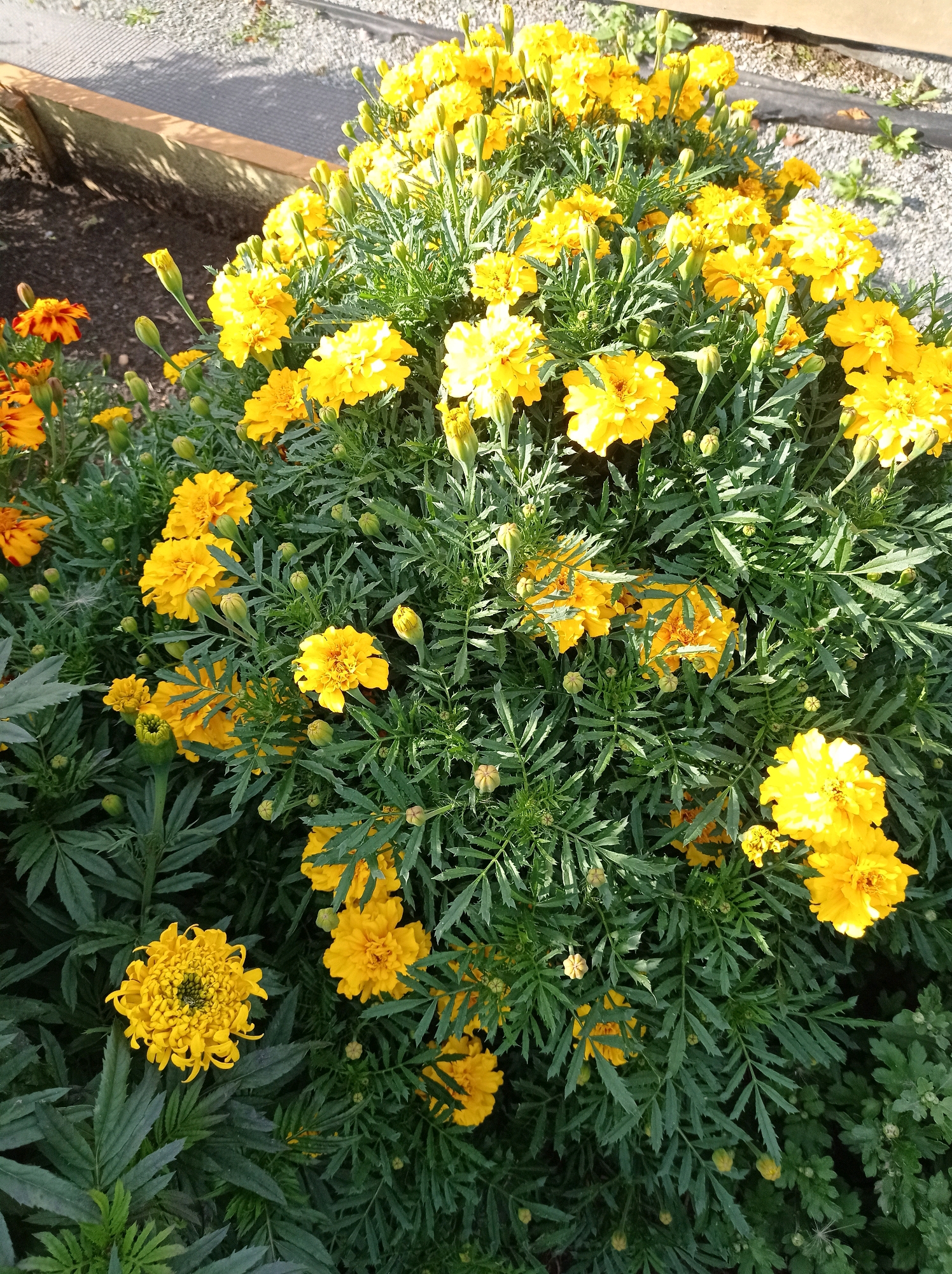The image displays a dense cluster of bright yellow marigolds in full bloom, interspersed with numerous unopened buds and dark green, feathery foliage. A few red and orange marigolds are visible on the left side of the frame, adding a touch of contrasting color. The flowers are illuminated by natural sunlight, casting soft shadows and highlighting the texture of the petals. The background appears to be a gravel path or ground surface with some wooden elements and netting, suggesting an outdoor garden or park setting. There are no people or animals visible in the image. The scene is static and peaceful. The location of Degtyarsk, Russia is not discernible from the visual information presented in the image.