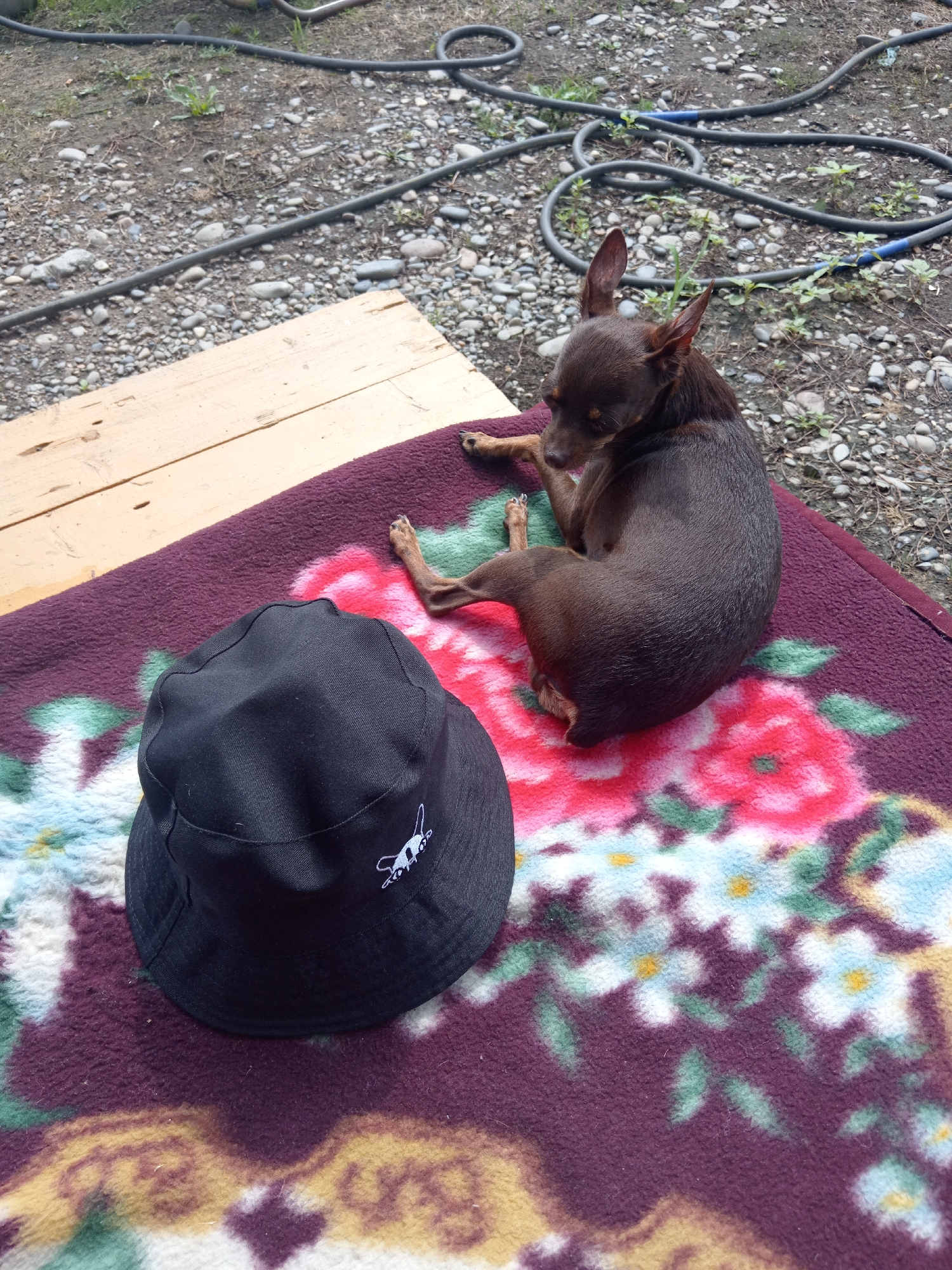 A small, brown dog is resting on a floral blanket, which is placed on a wooden surface. A black bucket hat is next to the dog on the blanket. The background consists of gravel and black hoses. The scene appears to be outdoors, possibly in a yard or driveway. The location is the city of Novopokrovka, Russia.