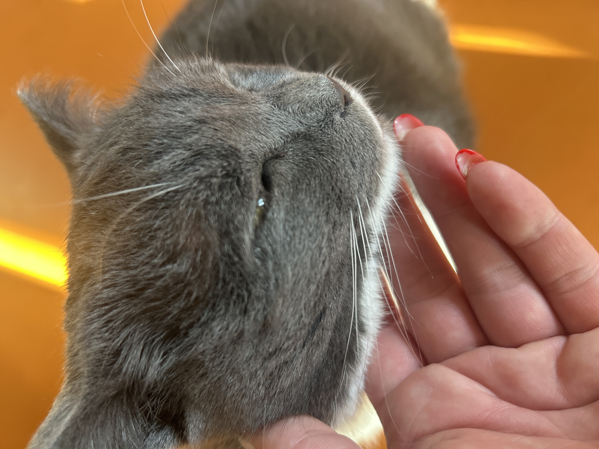 A close-up, overhead shot shows a gray cat's head being gently stroked by a hand with red nail polish. The cat's eyes are partially closed, and its whiskers are visible. The background is a bright orange, with a vertical yellow light source on the right side. The image is captured in Omsk, Russia.
