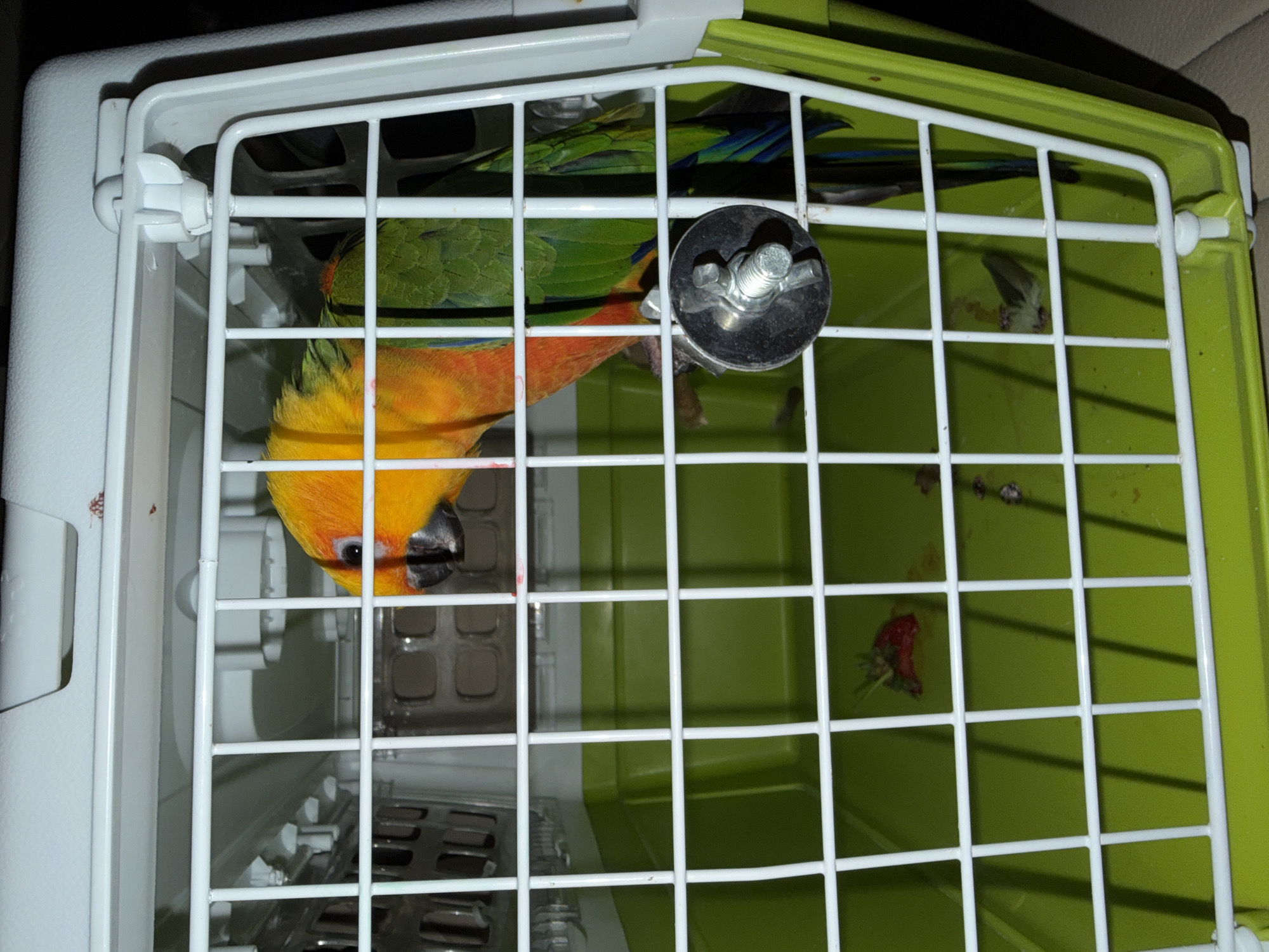 A sun conure parrot is inside a white and green pet carrier. The parrot has bright orange and yellow plumage on its head and chest, with green and blue feathers on its wings and tail. It is perched on a metal rod attached to a wingnut mechanism on the carrier's cage. The bottom of the carrier is bright green plastic and contains scattered food debris, including a piece of red fruit. The carrier is closed, with a white top and a white wire cage door. The background is dark and out of focus, suggesting an indoor environment. The image does not contain any elements that indicate a specific location in Elektrostal, Russia.