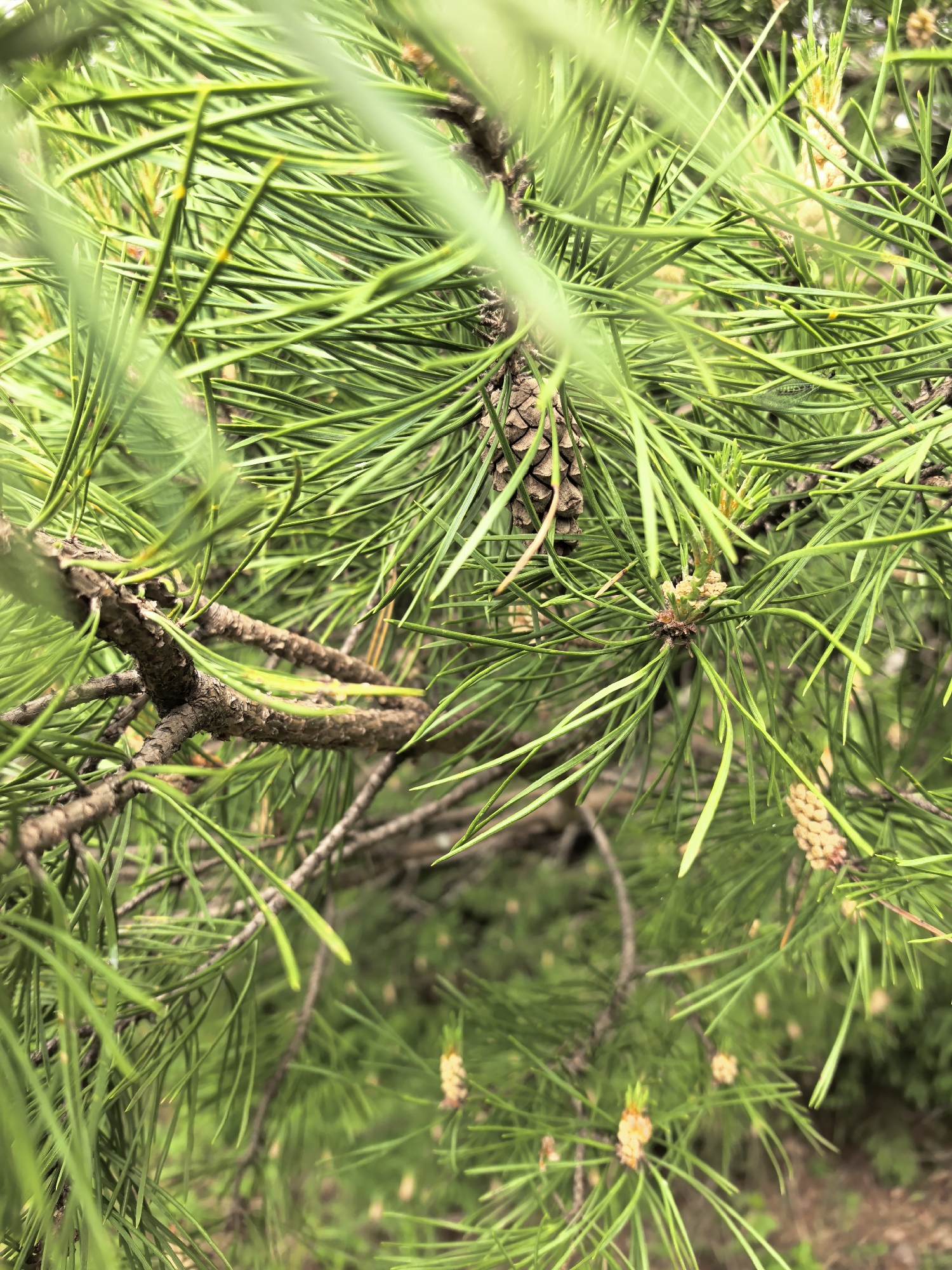 The image depicts a close-up view of a pine tree branch, with long green needles. A small pine cone hangs amidst the needles. New growth, visible as small, lighter-colored structures, is also present. The background is blurry, suggesting a natural environment, and the location is the city of Unknown, Unknown.