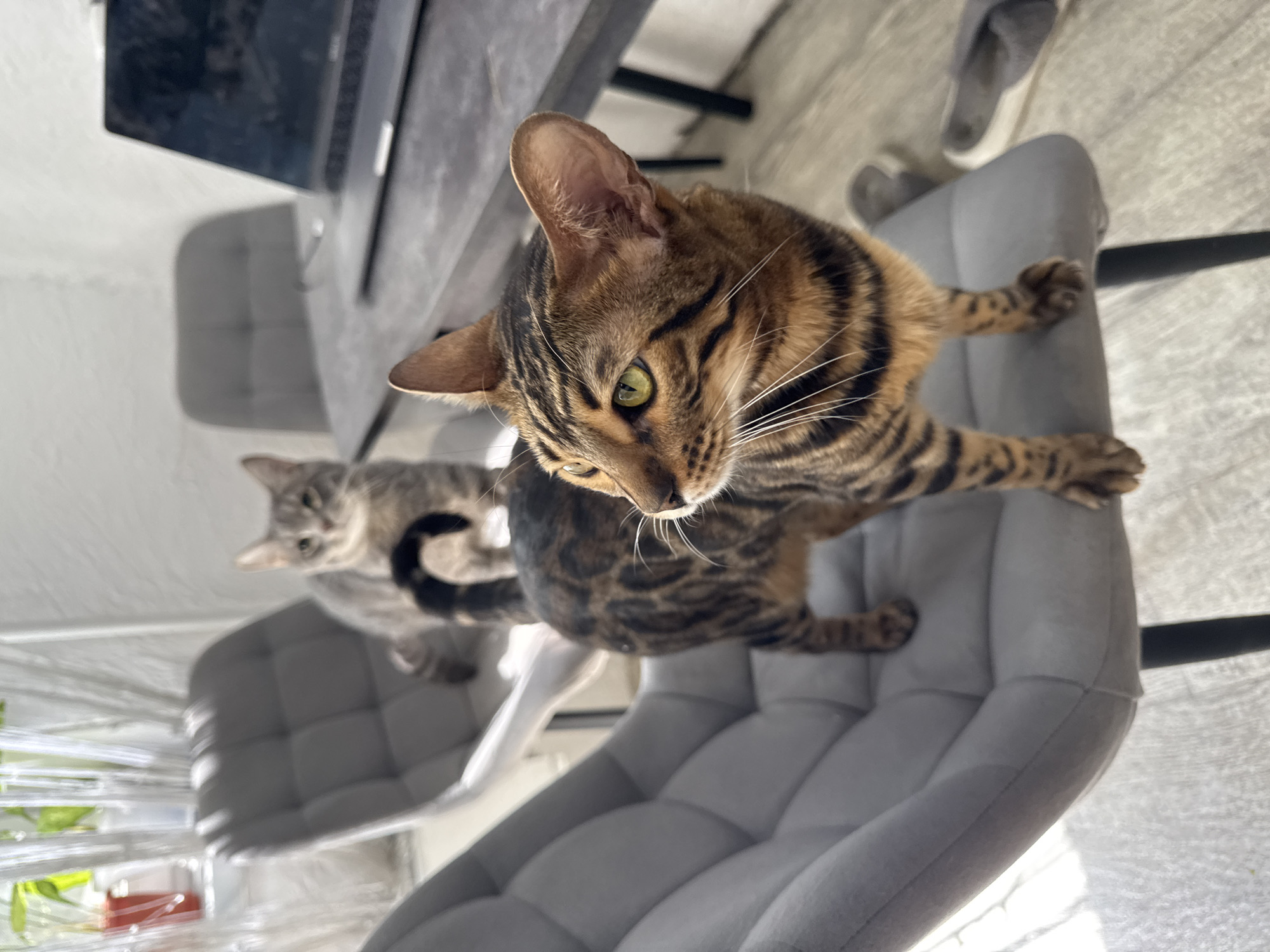An overhead, slightly rotated shot captures two cats in an indoor setting. In the foreground, a Bengal-type cat with distinct brown and black stripes and bright green eyes is prominently featured. It is perched on a gray, tufted, upholstered chair, looking down and slightly to the left, with its whiskers fanned out. Its front paws are visible on the chair's backrest.
Behind and to the left, a smaller, gray tabby cat sits on another identical gray chair, looking towards the right. This cat is slightly out of focus compared to the one in the foreground.
The setting appears to be a domestic interior, possibly a dining area or home office. A dark table or desk with a laptop on it is partially visible in the upper left background. The floor is light-colored, and a pair of gray slippers are visible in the upper right. Bright natural light illuminates the scene, suggesting daytime, with shadows indicating a light source from the left. Faint hints of green plants and a red object can be seen in the distant background, possibly through a window. The cats appear alert and curious. No text is visible in the image.
Location context: Unknown, Unknown