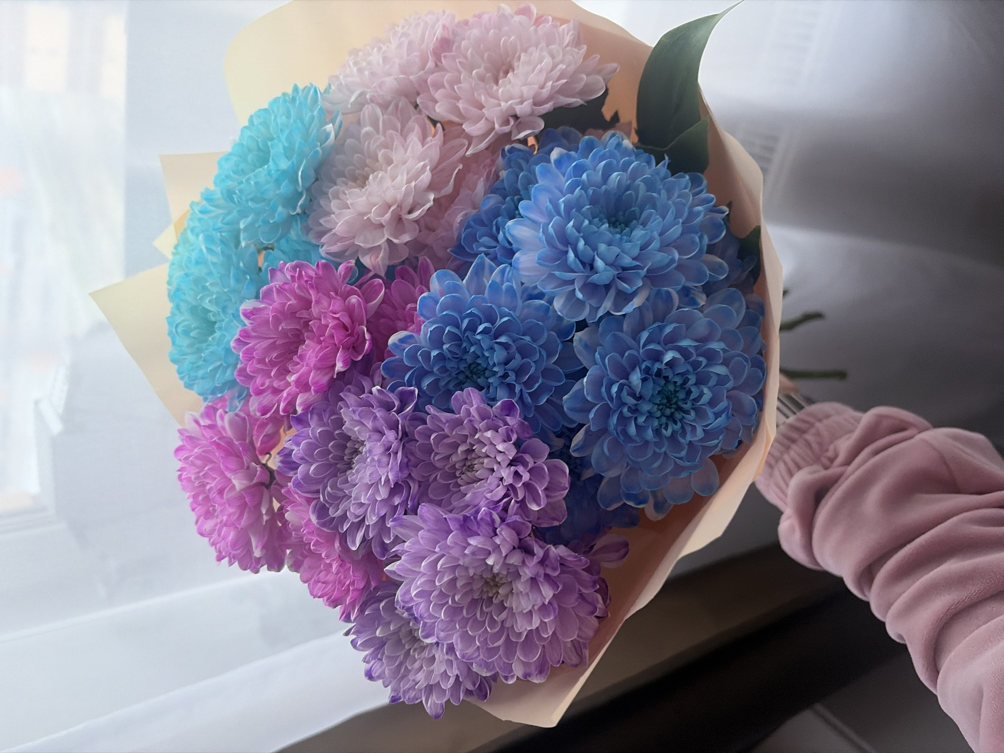 A bouquet of multicolored chrysanthemums is held by a person wearing a pink velour sweatsuit. The chrysanthemums are wrapped in light tan paper. The flowers are arranged in rows, with a row of blue flowers at the top left, followed by light pink flowers. Below the blue flowers is a row of magenta chrysanthemums, followed by a row of dark blue chrysanthemums. The bottom row consists of light purple chrysanthemums. The bouquet is positioned near a window with translucent panes. The background appears to be a partially visible dark gray surface. The location is unknown, but the image may have been taken in Saint Petersburg, Russia.