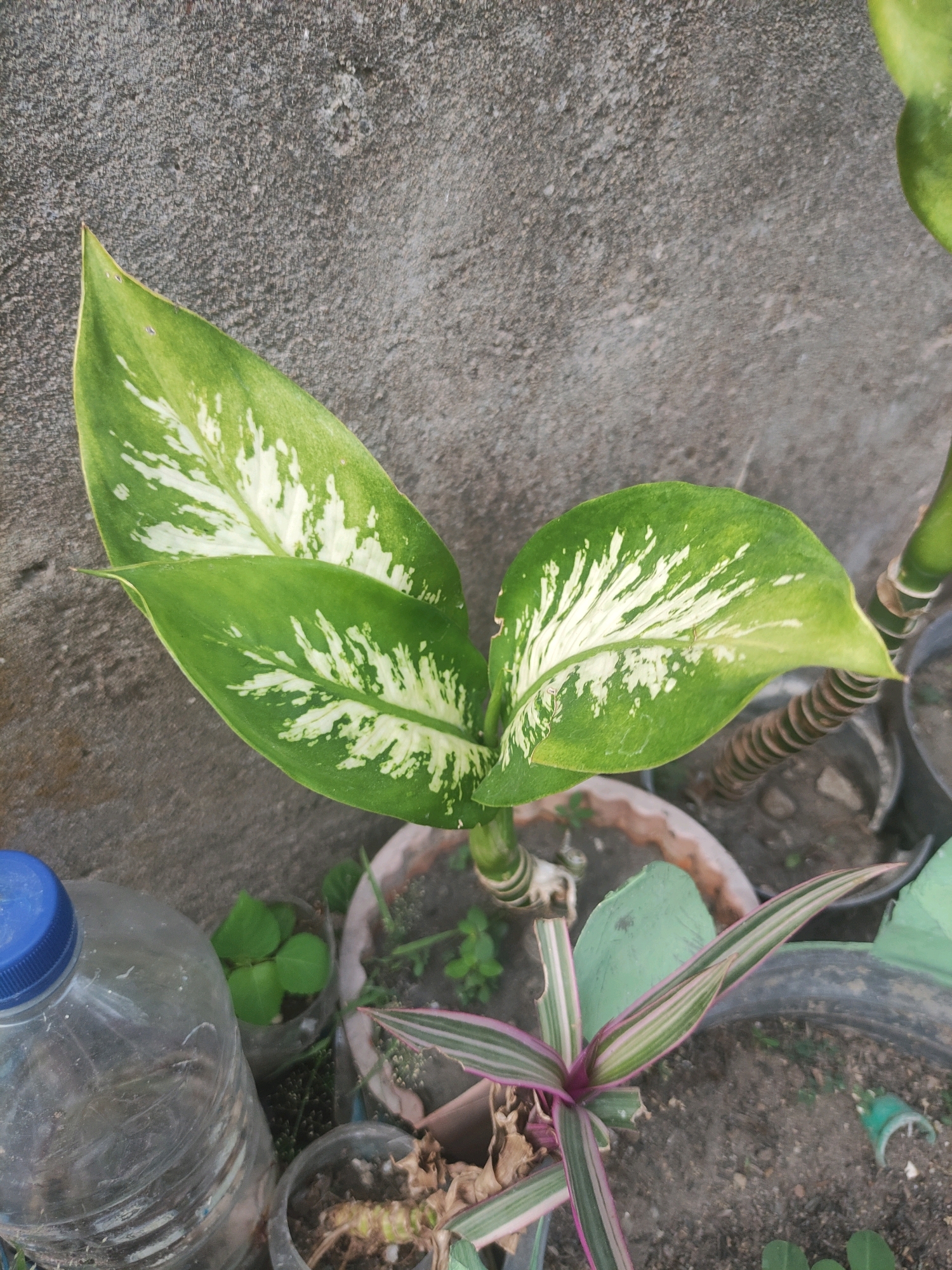 A close-up, high-angle shot captures a potted plant with large, variegated green and white leaves set against a rough, gray concrete wall in Ngasem, Indonesia. The plant, likely a Dumb Cane (Dieffenbachia), is the main subject, its broad leaves displaying a distinct pattern of irregular white patches on a vibrant green background. The leaves are glossy and appear healthy.
In the foreground, a clear plastic bottle with a blue cap is visible on the left, suggesting it might have been used for watering or as a makeshift planter. To the right of the main plant, another smaller plant with thin, striped leaves, possibly a Tradescantia, is planted in a separate pot. The pots are simple, earthy-toned or black plastic containers.
The environment is clearly outdoors, indicated by the natural lighting and the presence of soil and other potted plants. The concrete wall provides a textured backdrop, its surface showing signs of weathering. The overall impression is one of a simple, cultivated outdoor space, possibly a yard or patio, where plants are being grown in pots. There are no people or animals in the frame.