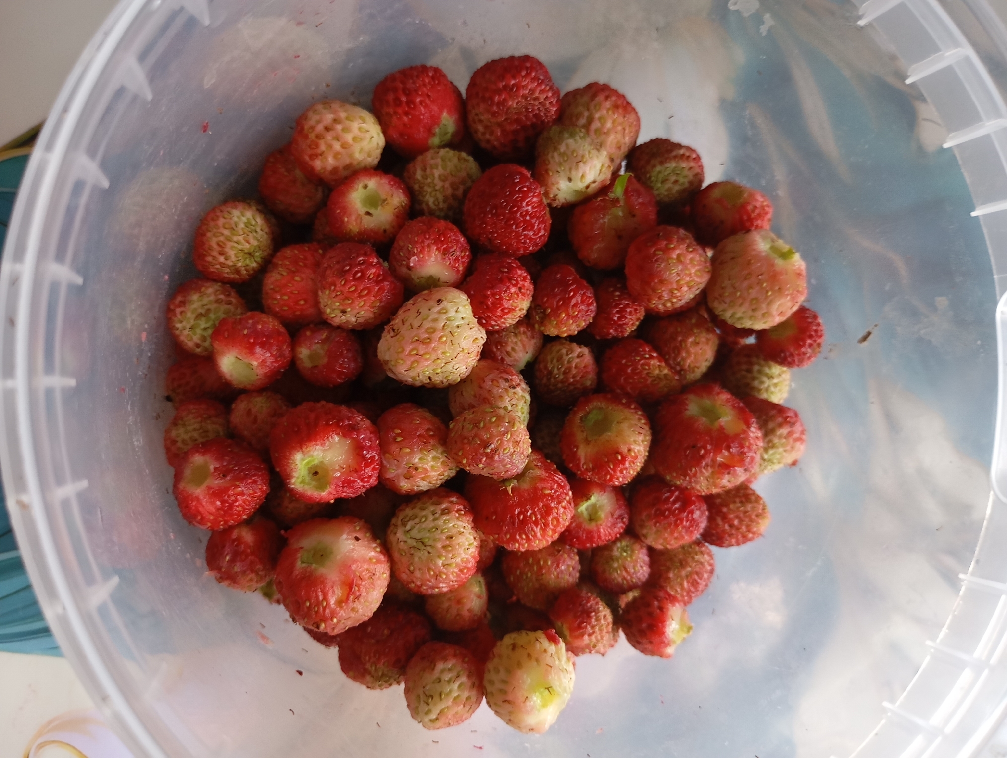 The image shows a clear plastic bucket filled with wild strawberries, viewed from above. The strawberries are predominantly red and white, with some green tops. They are packed tightly together, with some appearing slightly bruised. The bucket has a ribbed texture on its interior walls and a white rim with a series of interlocking clasps. The background is blurred, but suggests an outdoor setting with some foliage visible. The image is a close-up shot of the strawberries in the bucket, with no people or animals present.