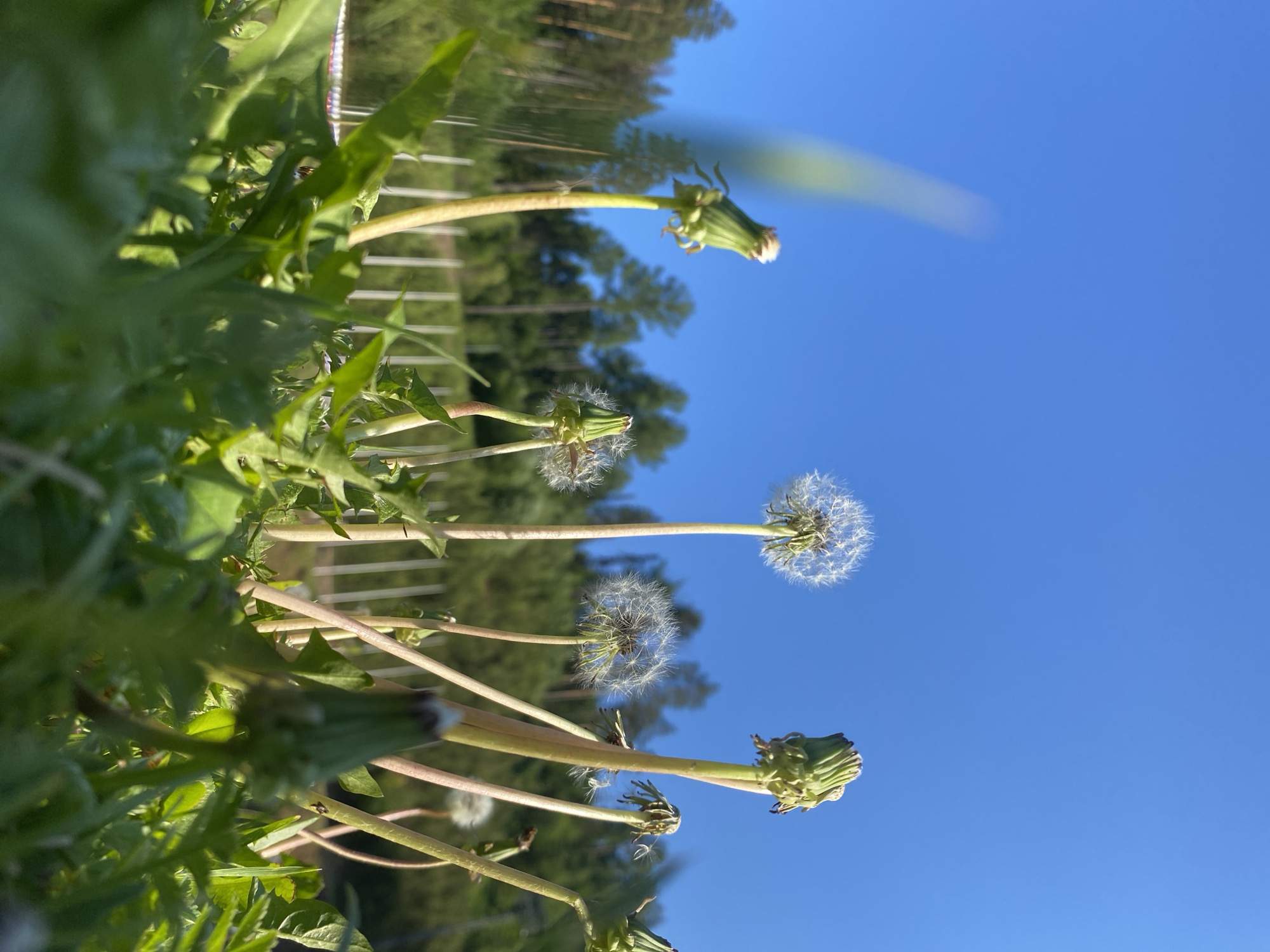 The image depicts a vibrant, sunlit outdoor scene, rotated 90 degrees counter-clockwise, focusing on a collection of dandelions in various stages of their life cycle. The perspective is low, looking up from within the plants.
In the foreground, lush green dandelion leaves and robust stems dominate the lower and left sections, some appearing slightly blurred due to the shallow depth of field. Moving further into the scene, multiple dandelion heads are prominently featured. Several are fully matured seed heads, often referred to as "dandelion clocks," showcasing their delicate white parachutes ready for dispersal, catching the bright sunlight. Other dandelions are still in earlier stages, appearing as closed green buds or partially opened flowers, with only hints of white fluff emerging from their green sepals. Loose seeds are visible near some of the mature seed heads.
The background consists of a clear, brilliant blue sky that occupies the upper and right portions of the image. Below the sky, a line of tall, out-of-focus trees, likely conifers, stretches across the midground, appearing as dark green shapes. A white fence or railing is partially visible among the trees and behind the dandelion stalks, providing a subtle hint of a man-made structure within the natural setting. The bright, direct sunlight indicates a clear day, likely morning or afternoon. There are no people or visible text in the image. The scene captures a moment of natural growth and beauty in an outdoor environment, with the location context provided as Прикамский, Russia.