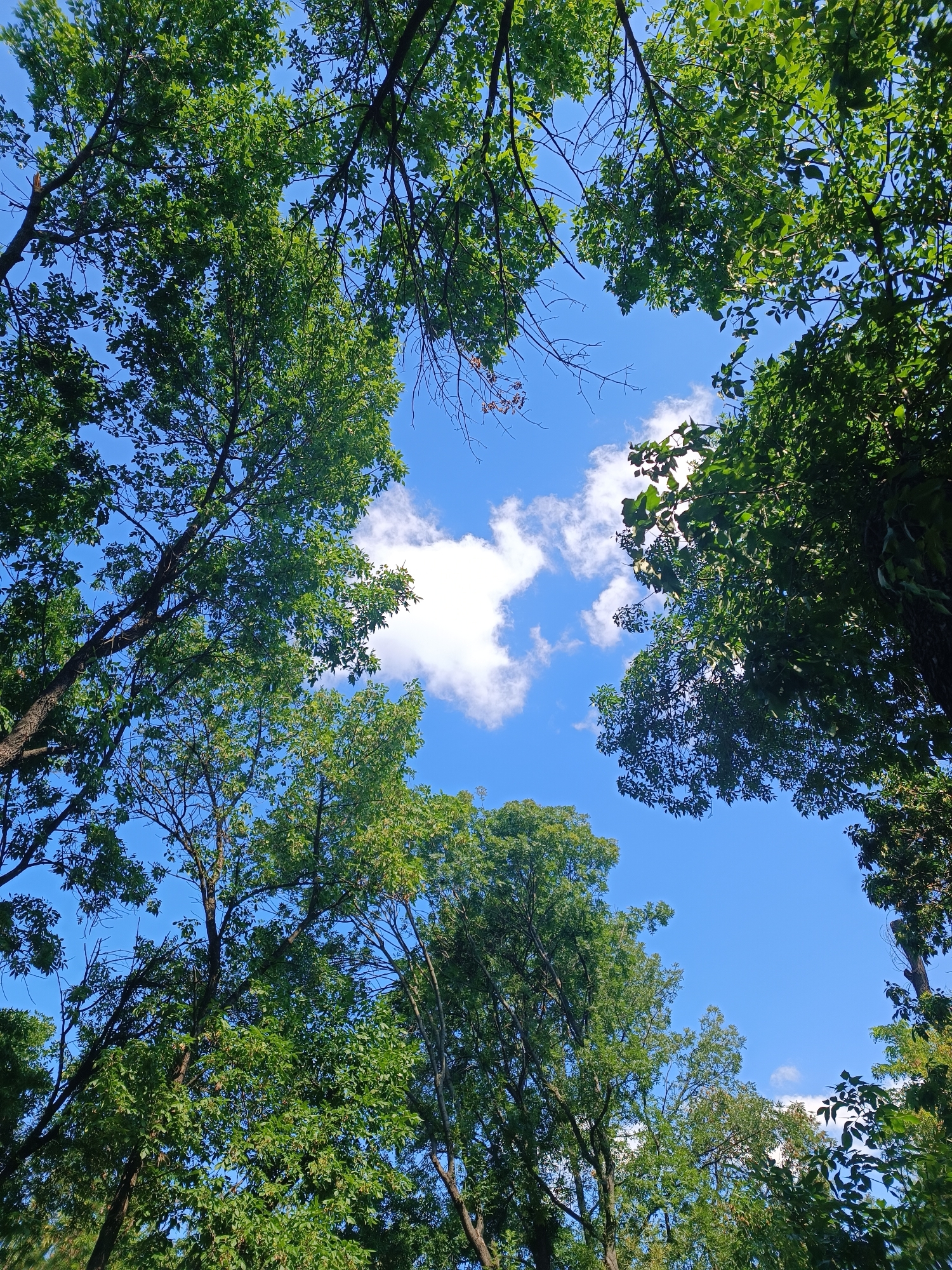 This is a low-angle, full shot of a bright blue sky seen through the canopy of lush green trees. The leaves are densely packed on the branches, creating a natural frame around the sky. A few wispy white clouds are scattered across the sky, with one larger, fluffy cloud visible in the center. The image appears to be taken in an outdoor environment, possibly a park or a forest. There are no people or man-made structures visible. The location of Zaporizhzhia, Ukraine is not depicted or suggested by any elements in the image.