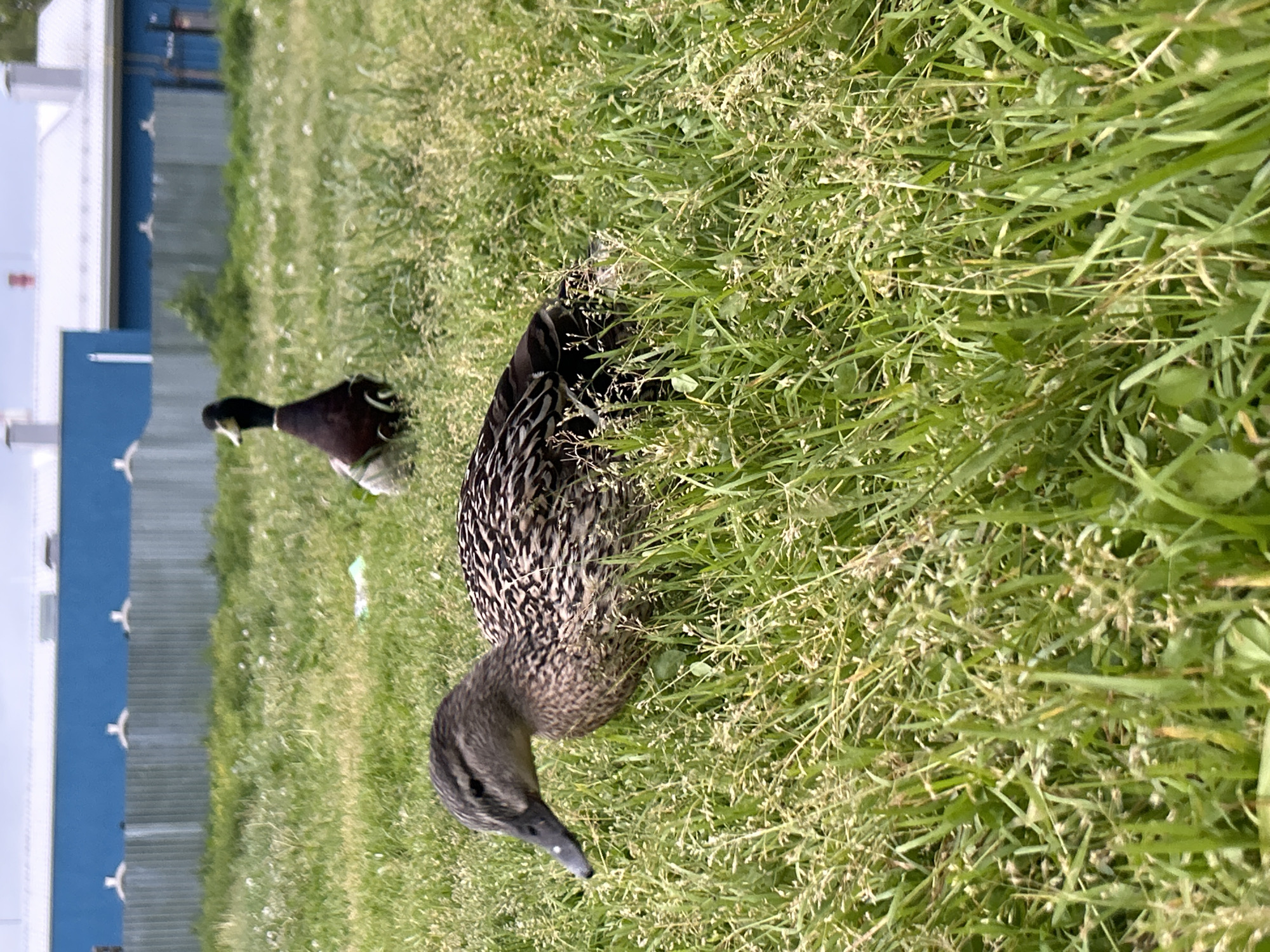 The scene, located in Votkinsk, Russia, displays two ducks within a sunlit, unmanicured grassy field. In the foreground, to the left of center, a female mallard-type duck is present, characterized by mottled brown, black, and tan plumage. Its head is lowered, beak pointing towards the ground, with a visible dark bill featuring a small white mark near its tip. The duck's body is oriented towards the left. Further into the mid-ground, positioned to the right, a second duck, appearing to be a domestic drake, stands upright. This bird exhibits a dark, likely iridescent green head, a distinct white neck ring, and a dark brown to black body. Its posture suggests observation or vigilance.
The grassy field contains predominantly green foliage interspersed with numerous lighter-colored, dried, or seeding stalks. In the background, a horizontal corrugated metal fence, appearing galvanized, spans the width of the frame. Behind this fence, several utilitarian buildings are visible under a bright, light blue sky. These structures feature prominent blue-painted lower sections and light-colored, likely white or grey, pitched roofs. Architectural details include multiple chimneys and vent structures on the roofs, with one building on the far left displaying a small, white, peaked roof accessory, and another towards the right featuring a red-colored chimney. The lighting is even and bright, consistent with daytime conditions. No human presence is observed.