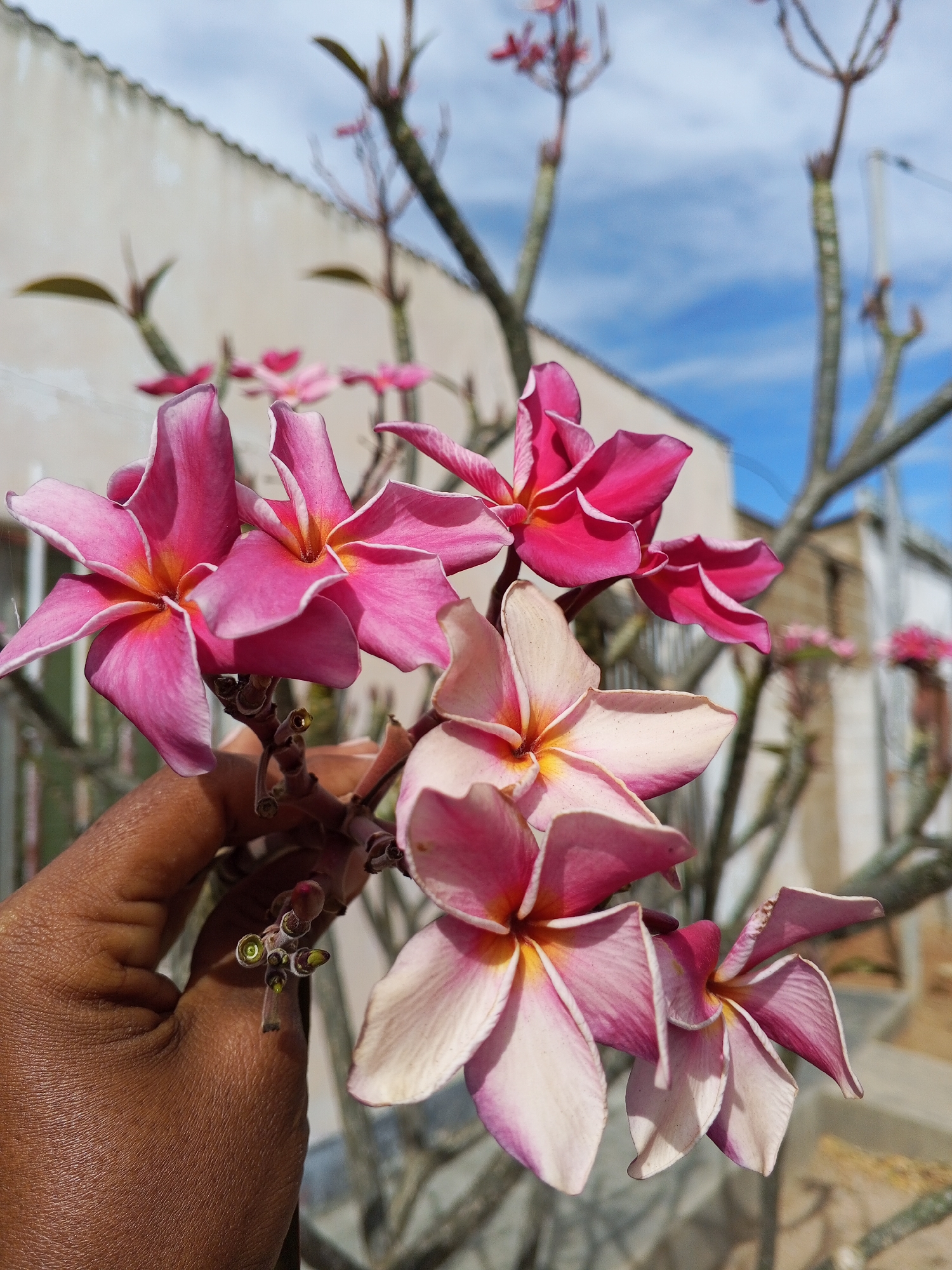 A hand holds a cluster of pink and white plumeria flowers. The flowers have yellow centers and are in various stages of bloom. The background is a mix of blurred buildings and blue sky with some clouds. The location is a city with low-rise structures and an open area with trees.