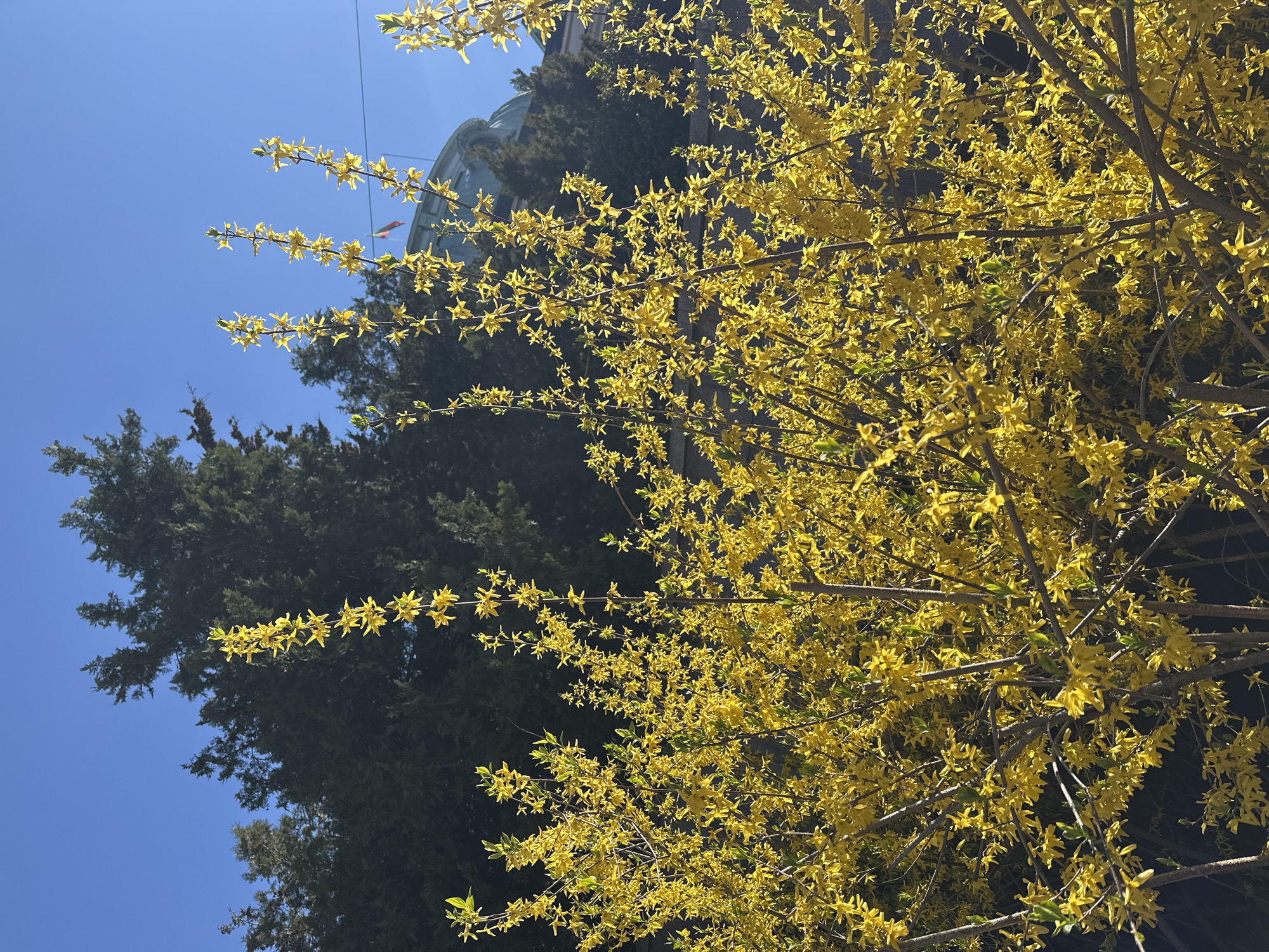 The image captures a sunny spring scene in Sofia, Bulgaria. A vibrant forsythia bush, bursting with yellow blossoms, dominates the right side of the frame. To the left, there's a dark green evergreen tree, likely a type of cypress, reaching up towards a clear blue sky. A building with a distinctive rounded dome is visible in the background, placing the location within an urban setting. The scene conveys a feeling of springtime in the city.