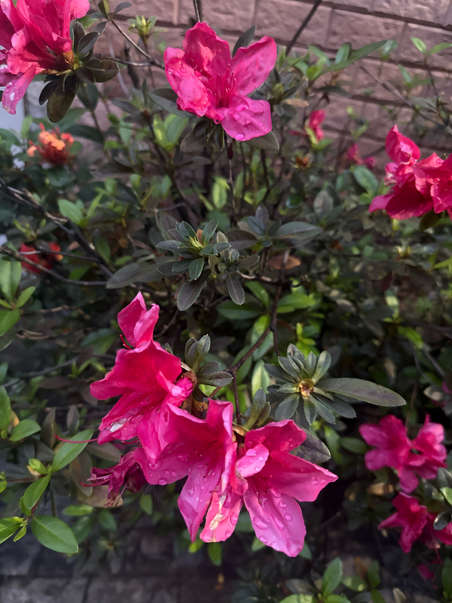 The image is a close-up, medium shot of a vibrant pink azalea bush in bloom. The flowers are detailed, showing water droplets on their petals, suggesting recent rain or dew. The leaves are a deep green, some appearing slightly darker or purplish, hinting at the specific variety of azalea. The background is out of focus, revealing a brick wall with a pinkish-brown hue, and hints of other foliage and possibly a stone or concrete structure at the bottom. There are no people or animals visible in the frame. The lighting suggests it may be early morning or late afternoon due to the warm tones and soft shadows. The scene is likely outdoors, in a garden or landscaped area. There is no information within the image to suggest a specific location in Nilópolis, Brazil.