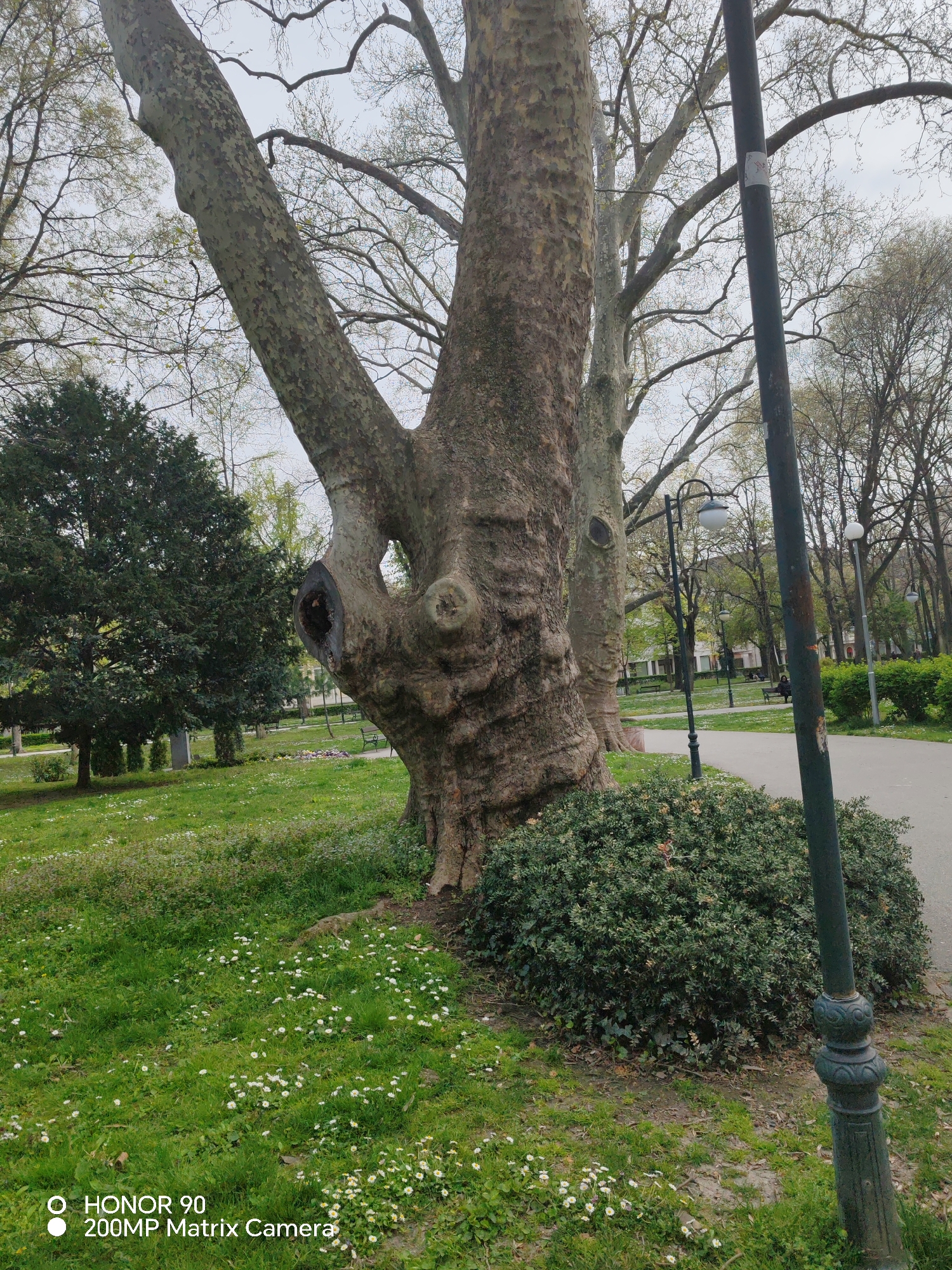 The image depicts a park scene in Plovdiv, Bulgaria. A large, mature tree with mottled bark dominates the foreground. The tree has a split trunk and a visible hole. The ground is covered with grass and small white flowers. A green bush grows near the tree's base, next to a black metal lamp post. A paved pathway is visible in the background with additional trees and park benches. Some individuals are visible on the benches. The sky appears overcast. The bottom left corner contains a watermark indicating the image was captured with an HONOR 90 200MP Matrix Camera.