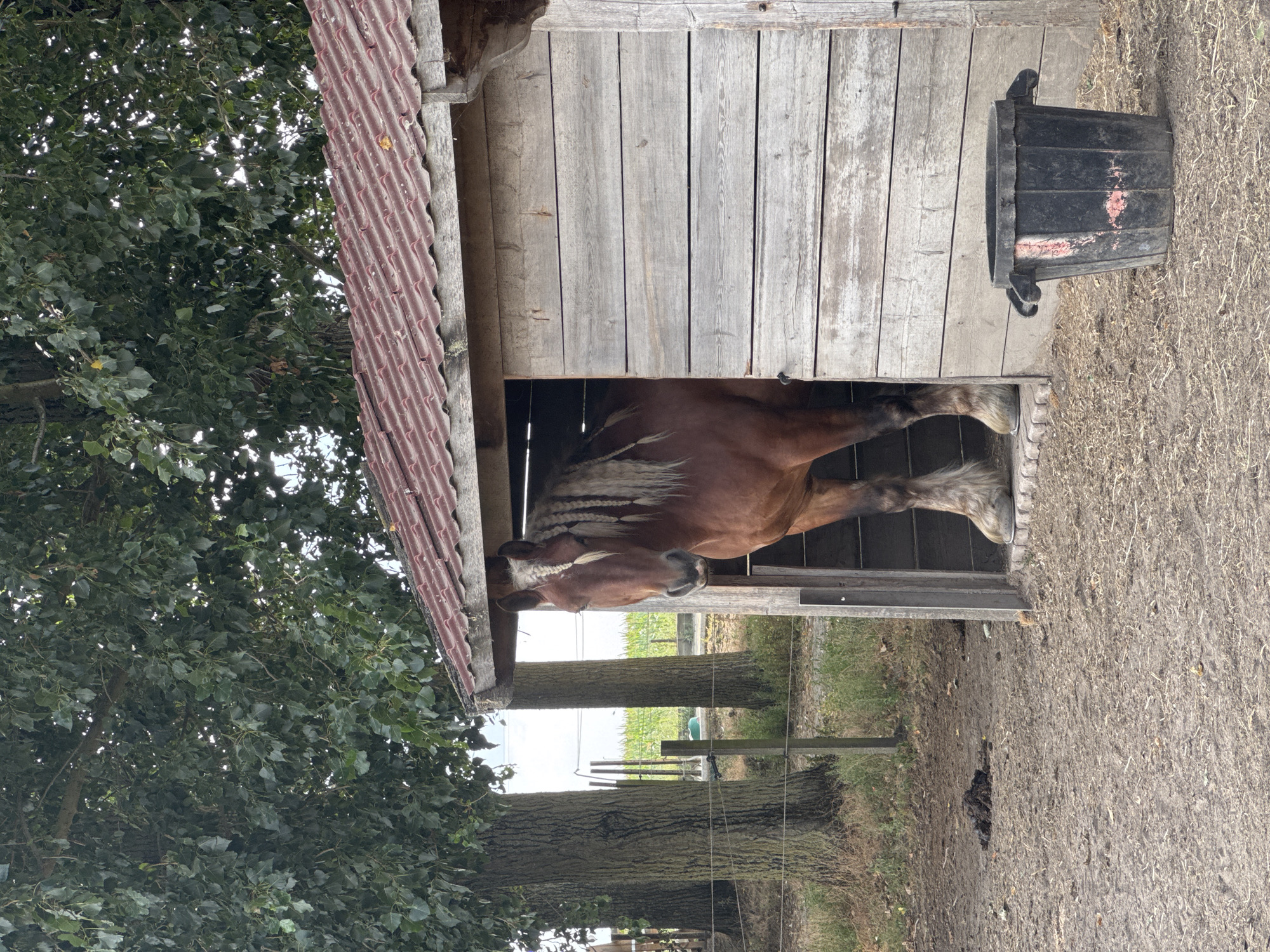 A large, brown horse with a blonde mane and forelock stands in the open doorway of a wooden shed. The shed has a corrugated red roof and weathered wooden siding. The horse's lower legs are visible, ending in hooves. In front of the shed, a black bucket with red markings sits on the dusty ground. Behind the shed, large trees with green foliage are present. The ground is covered in dirt and dry grass. A fence runs behind the trees, and in the distance, a field with some greenery and a faint horizon can be seen. The overall scene is rural.